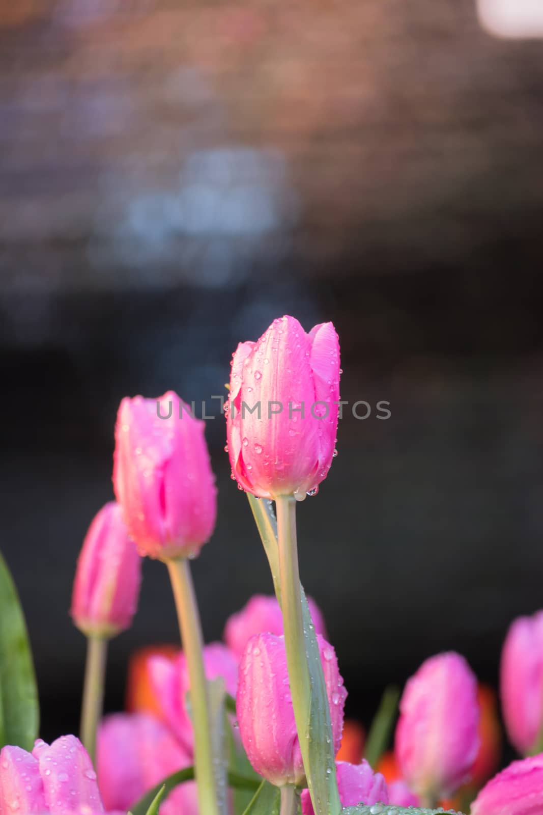 Tulip. Beautiful bouquet of tulips. colorful tulips. by teerawit