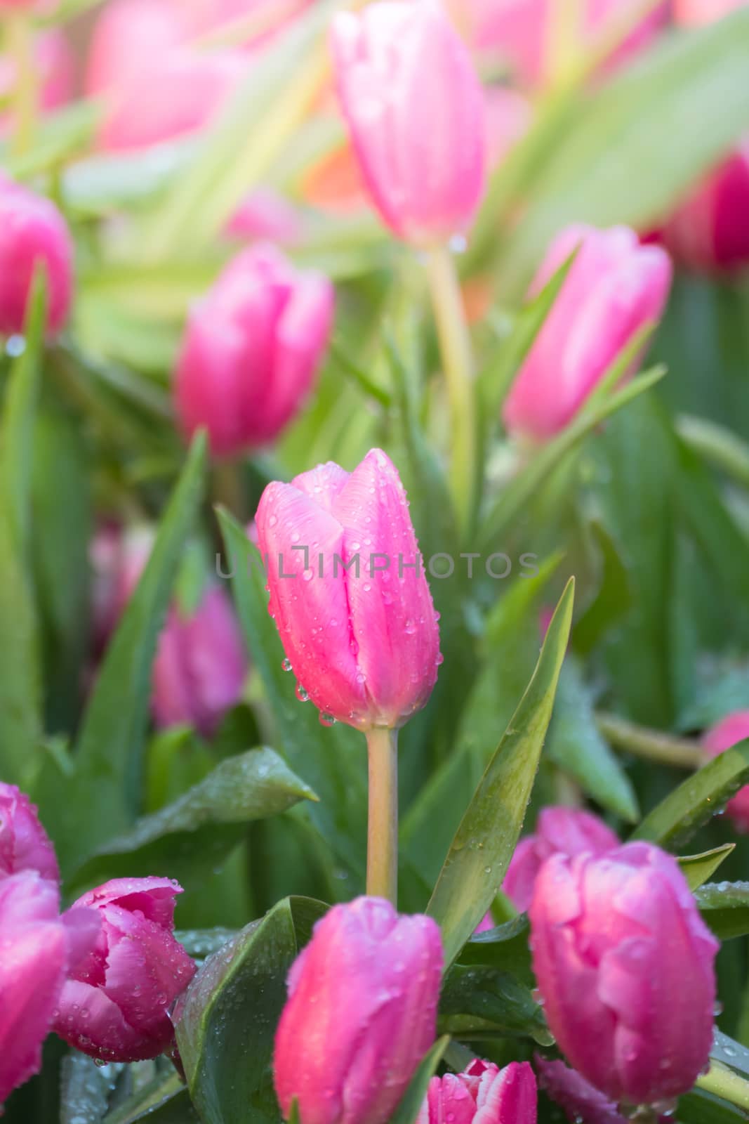 Tulip. Beautiful bouquet of tulips. colorful tulips. tulips in spring,colourful tulip