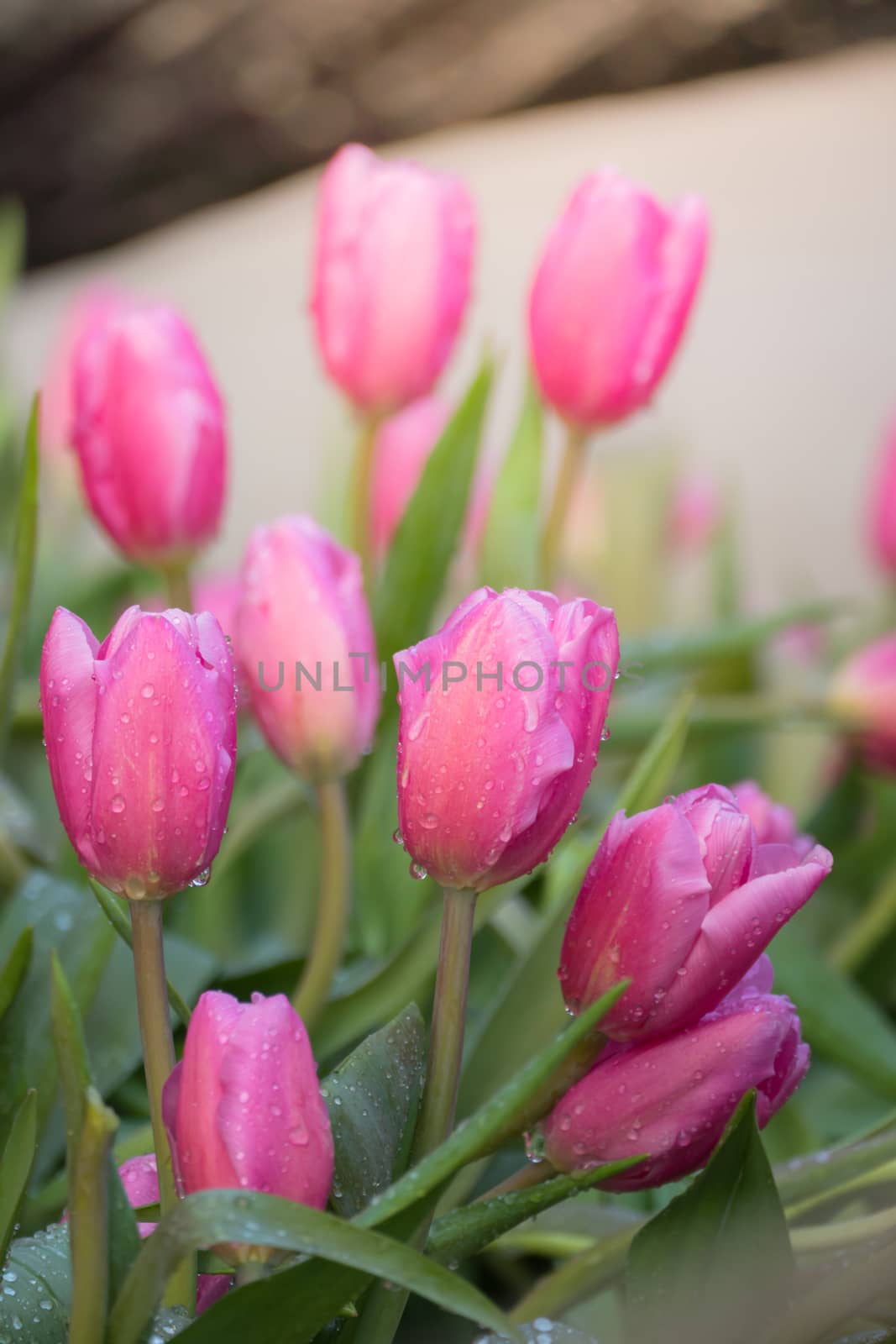 Tulip. Beautiful bouquet of tulips. colorful tulips. by teerawit