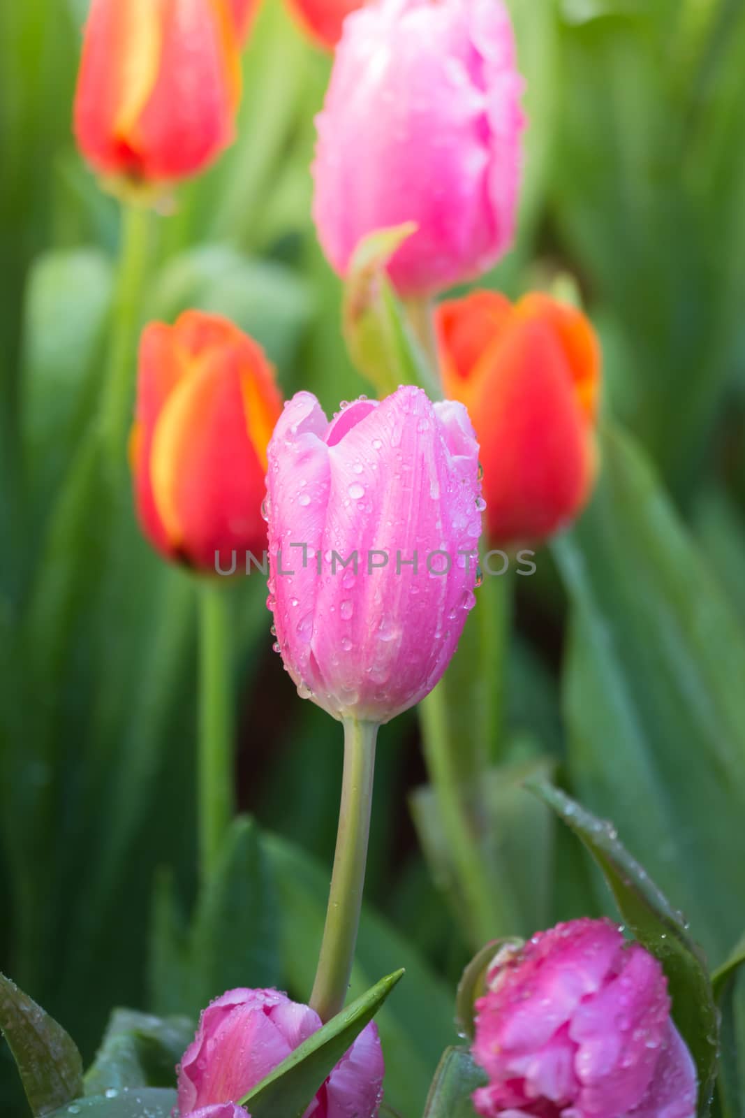 Tulip. Beautiful bouquet of tulips. colorful tulips. by teerawit