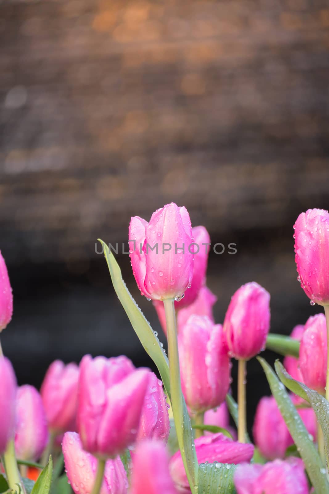 Tulip. Beautiful bouquet of tulips. colorful tulips. by teerawit