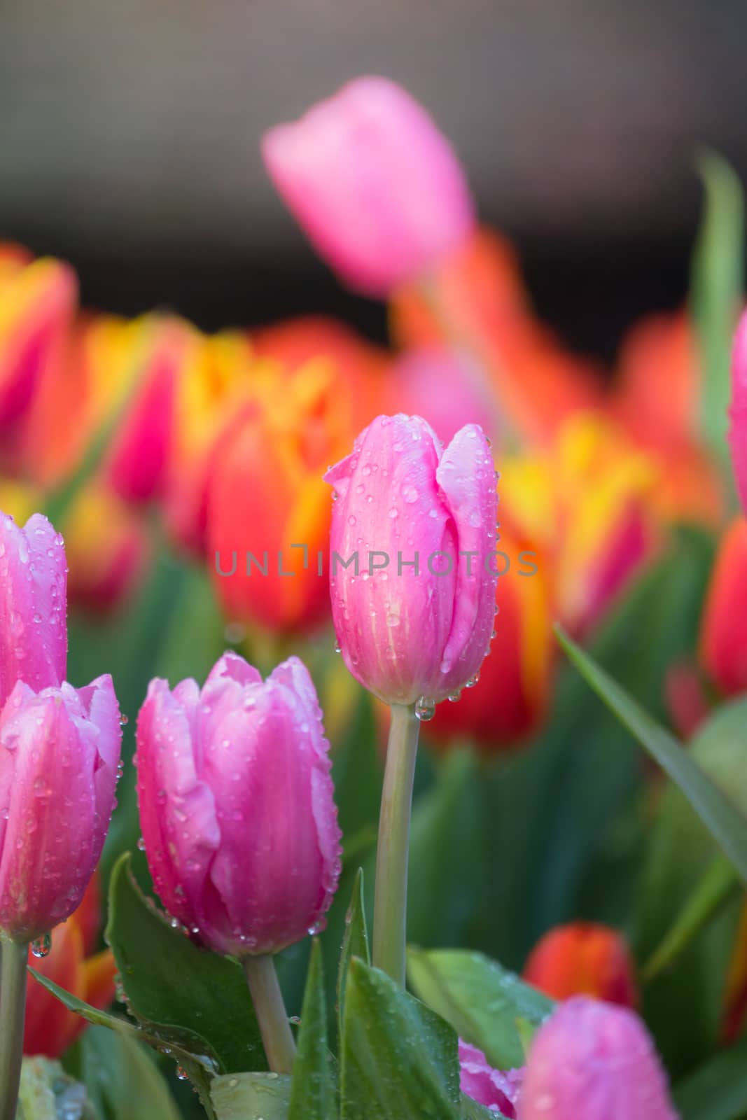 Tulip. Beautiful bouquet of tulips. colorful tulips. by teerawit