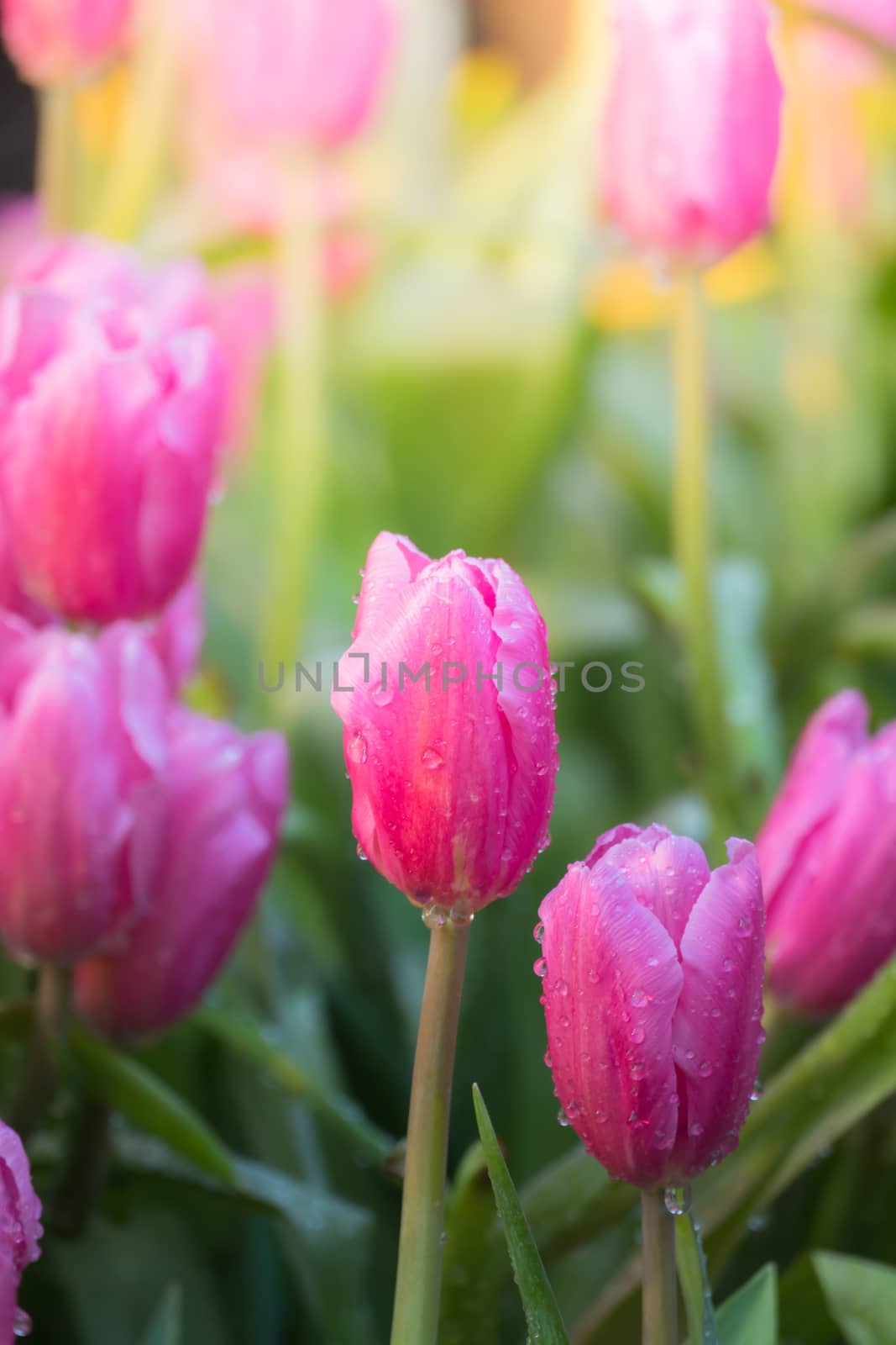 Tulip. Beautiful bouquet of tulips. colorful tulips. by teerawit