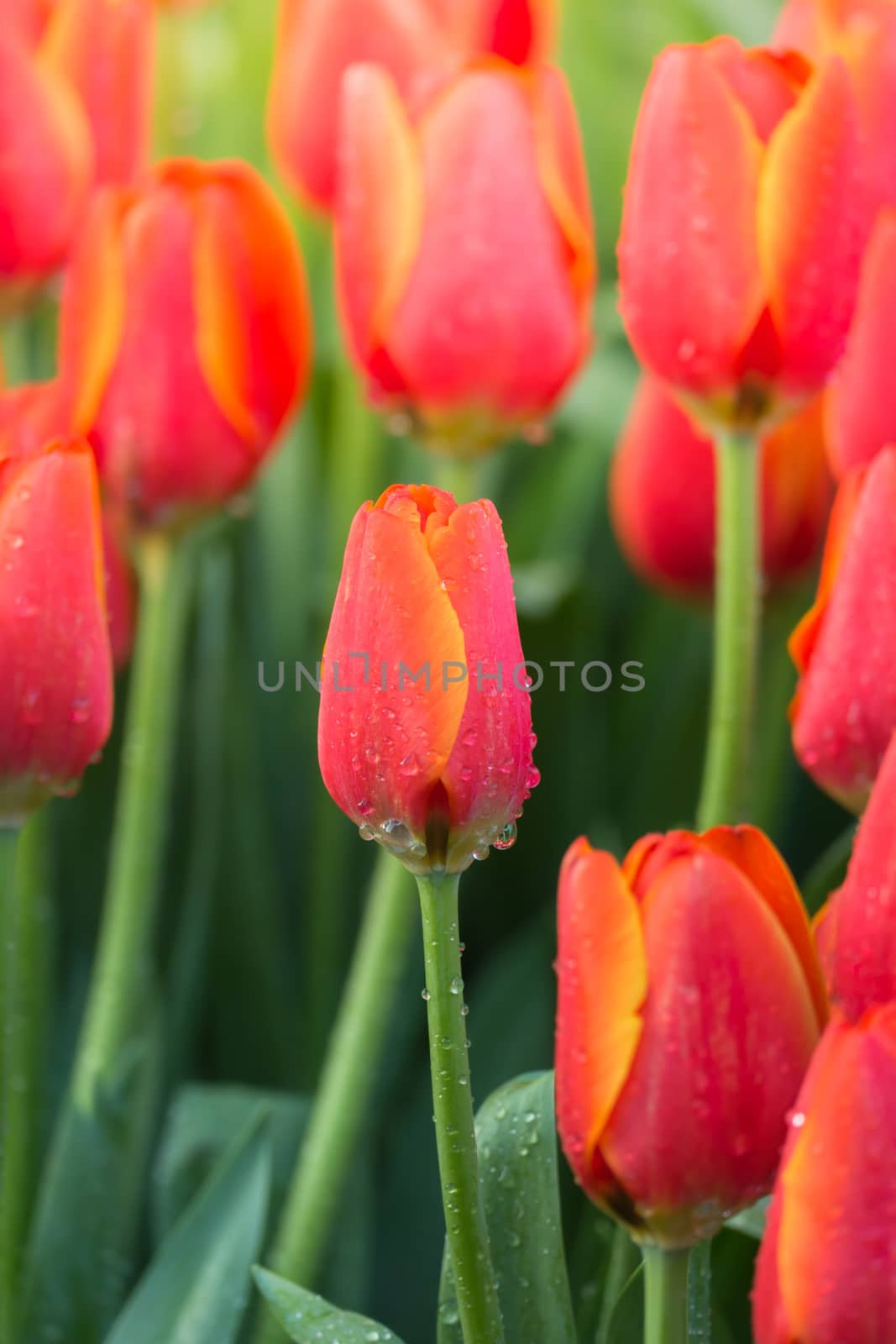 Tulip. Beautiful bouquet of tulips. colorful tulips. by teerawit