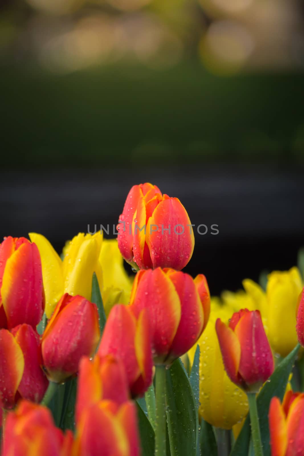 Tulip. Beautiful bouquet of tulips. colorful tulips. by teerawit