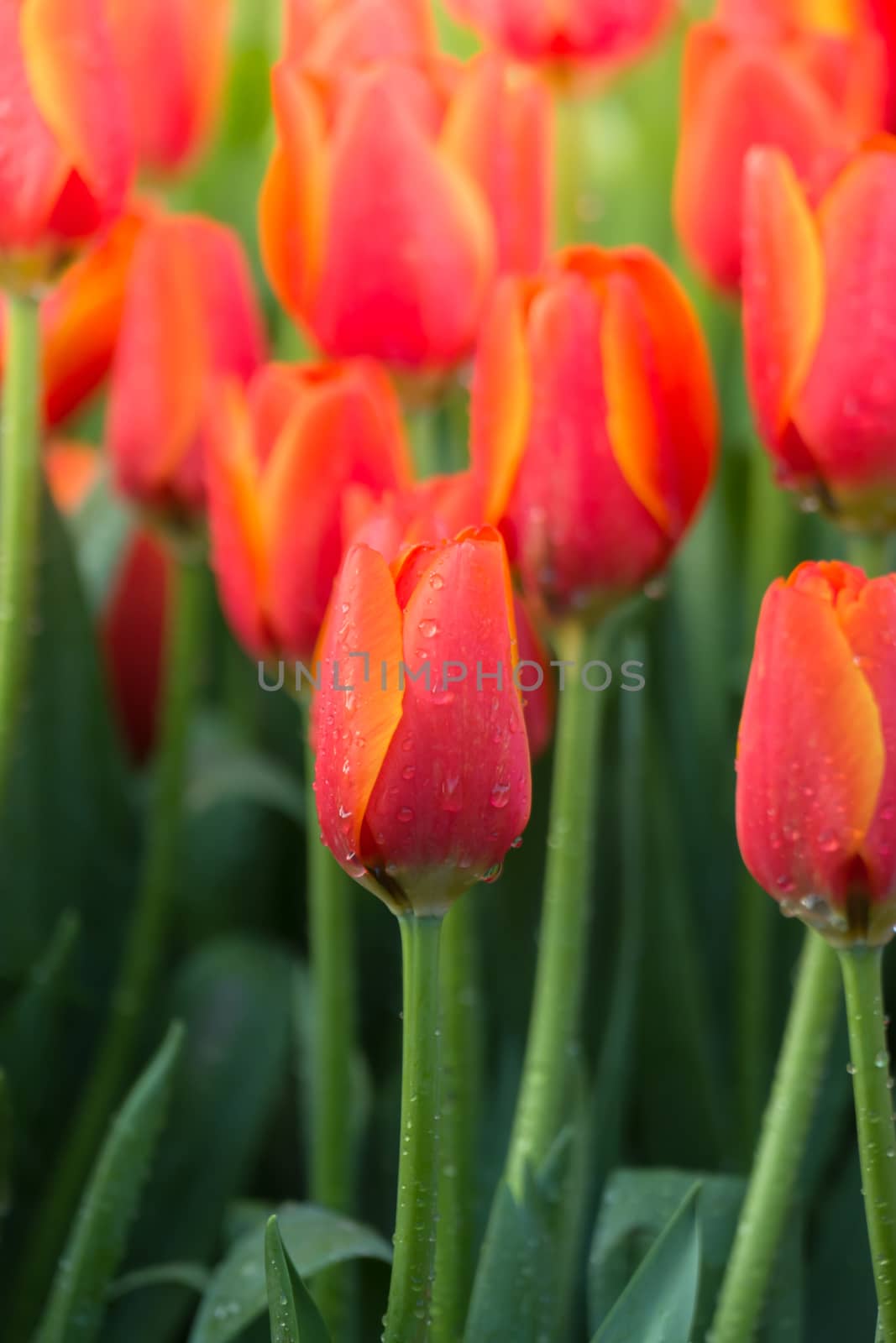 Tulip. Beautiful bouquet of tulips. colorful tulips. tulips in spring,colourful tulip