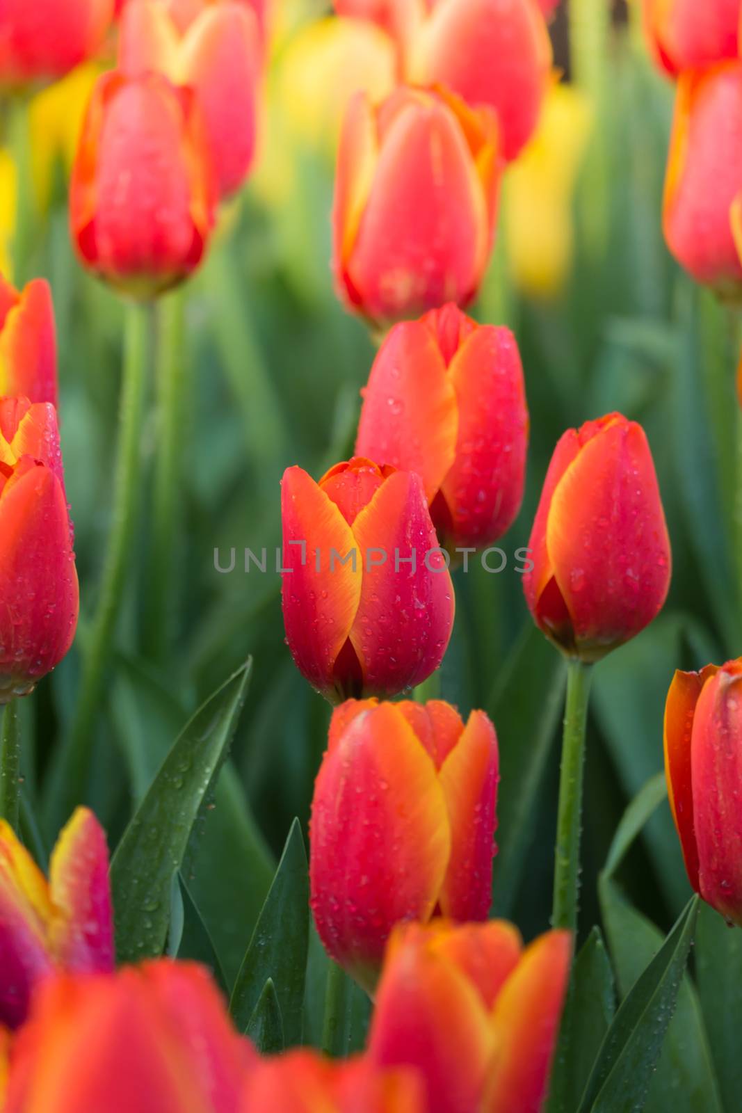 Tulip. Beautiful bouquet of tulips. colorful tulips. by teerawit