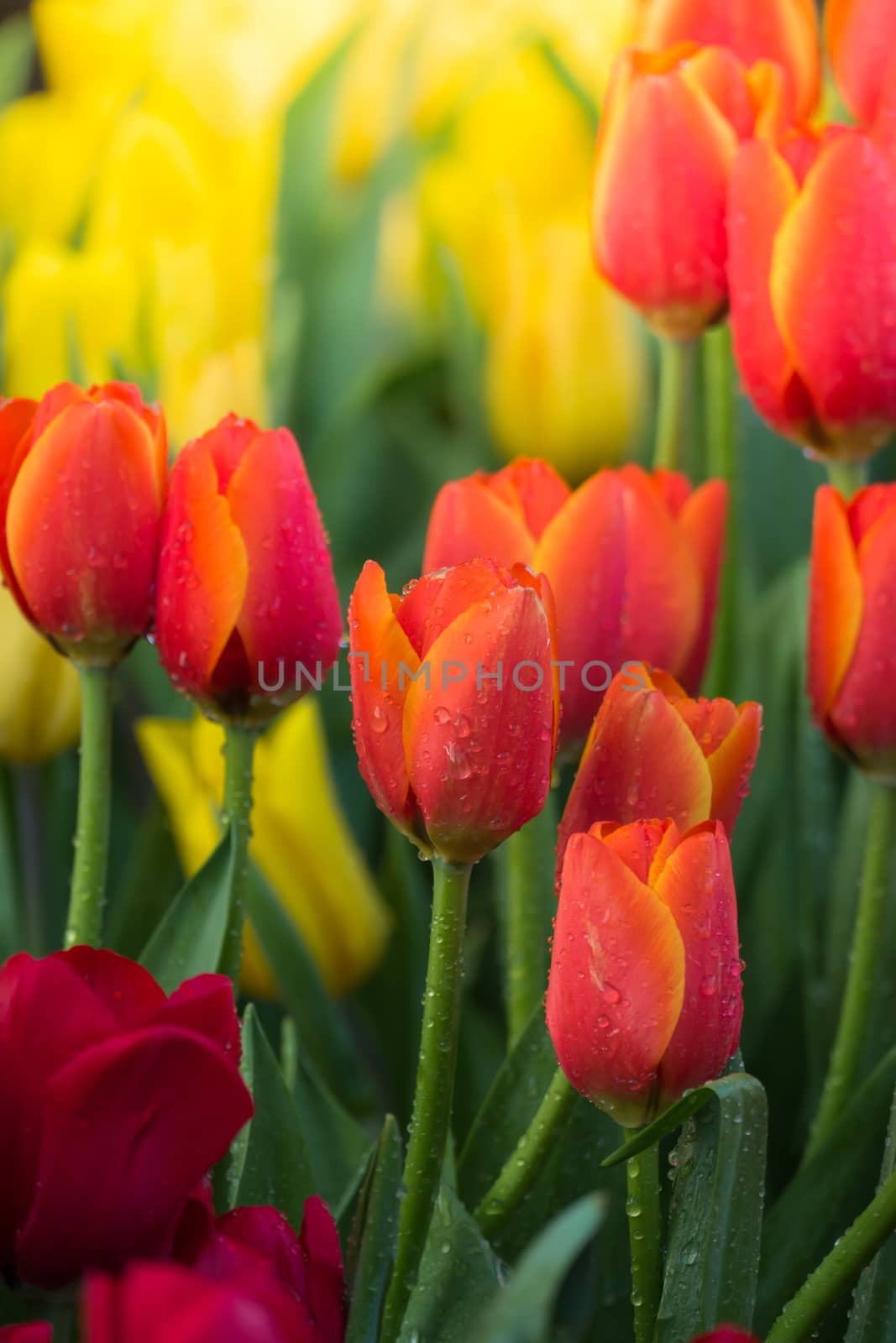 Tulip. Beautiful bouquet of tulips. colorful tulips. by teerawit