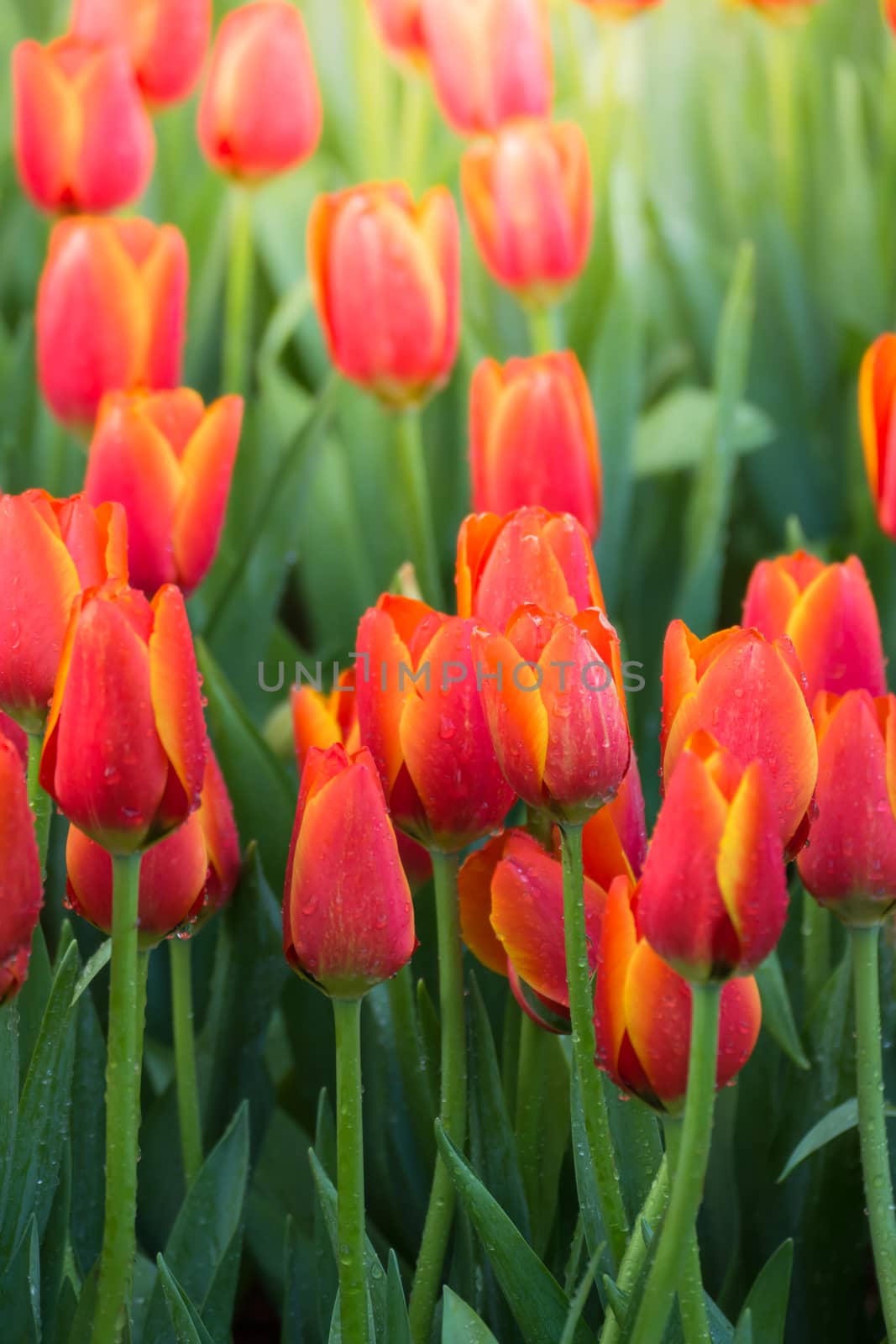 Tulip. Beautiful bouquet of tulips. colorful tulips. by teerawit