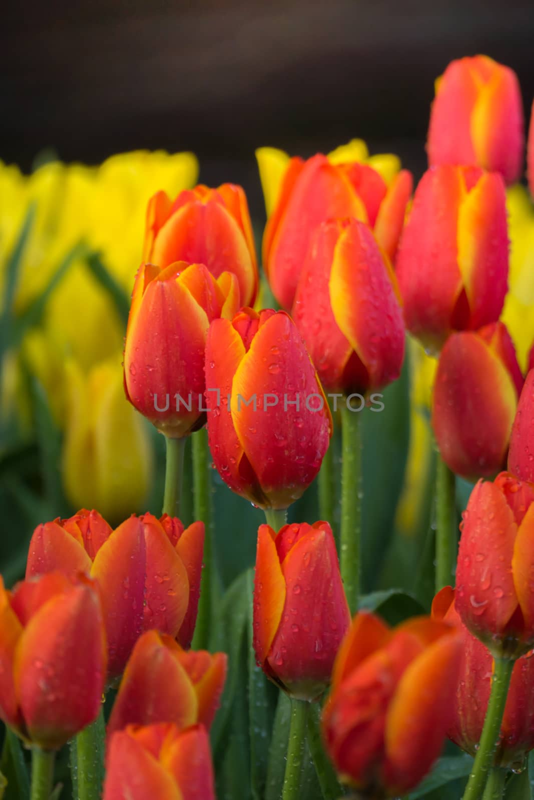 Tulip. Beautiful bouquet of tulips. colorful tulips. by teerawit