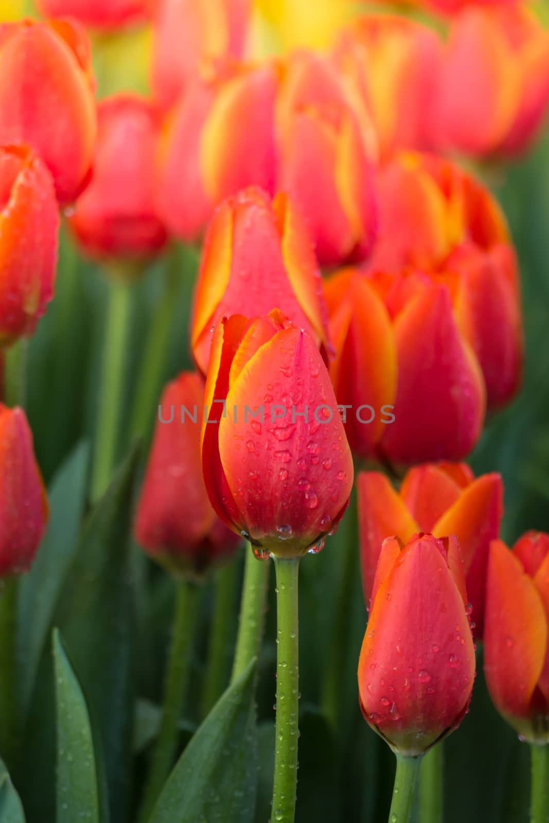 Tulip. Beautiful bouquet of tulips. colorful tulips. tulips in spring,colourful tulip