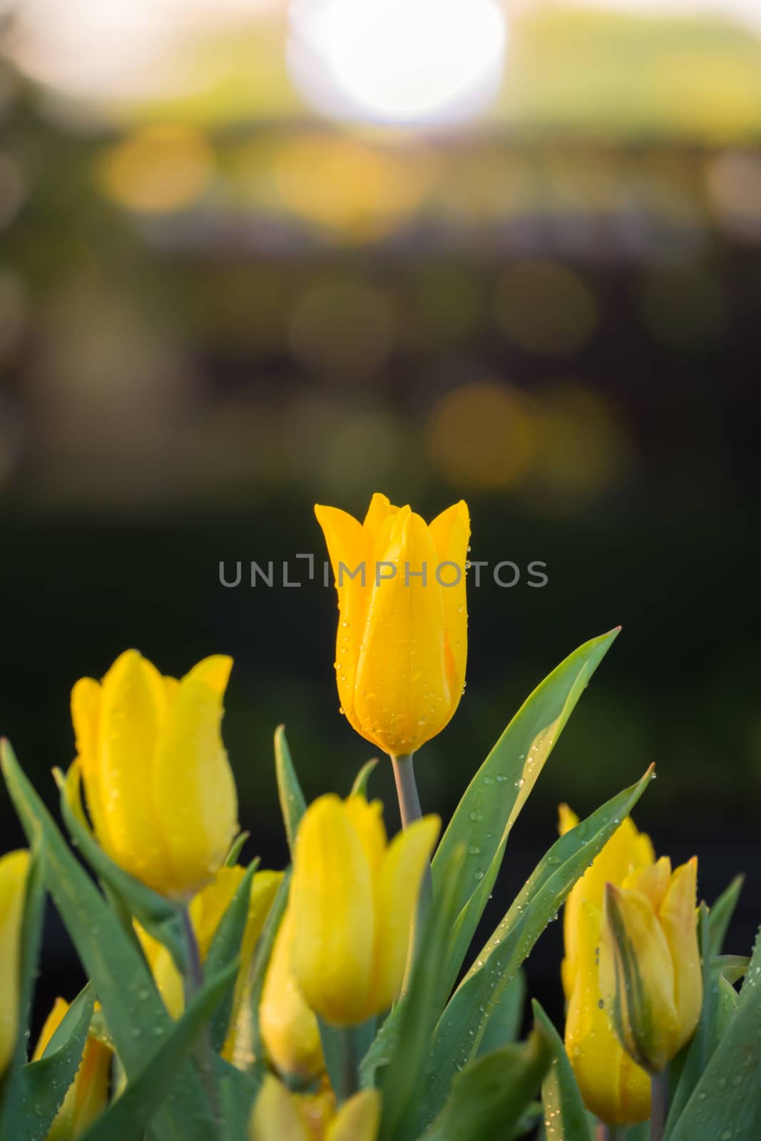 Tulip. Beautiful bouquet of tulips. colorful tulips. by teerawit