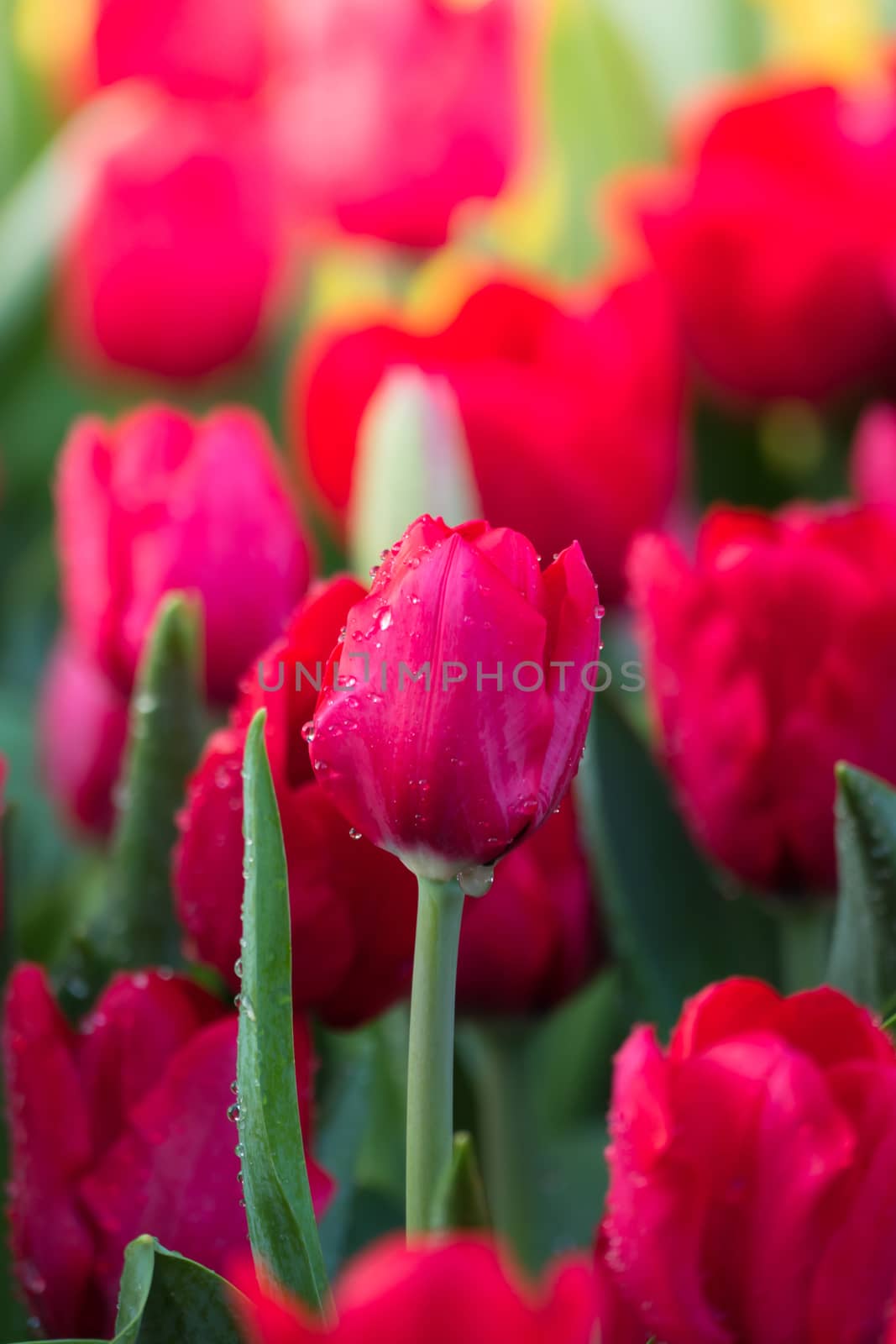 Tulip. Beautiful bouquet of tulips. colorful tulips. tulips in spring,colourful tulip