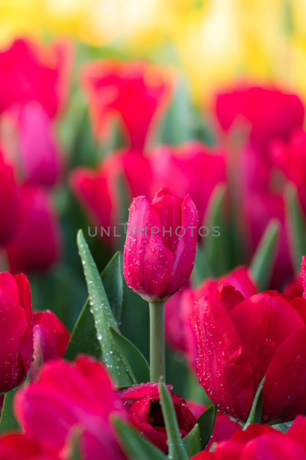 Tulip. Beautiful bouquet of tulips. colorful tulips. by teerawit