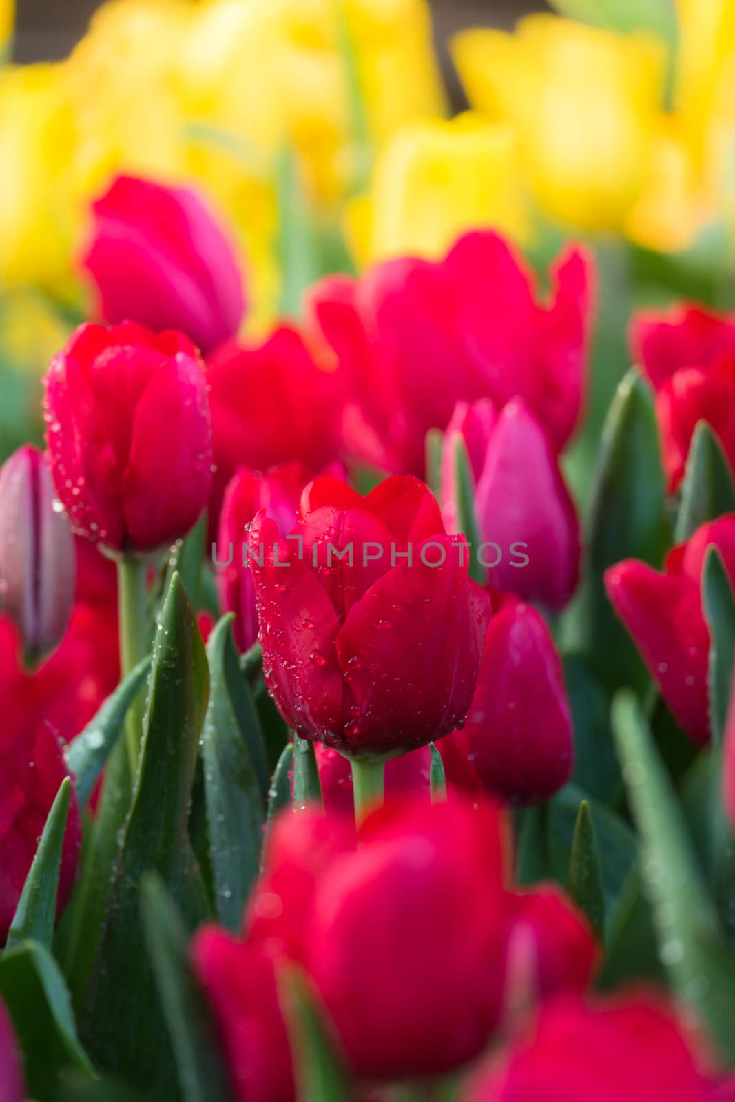 Tulip. Beautiful bouquet of tulips. colorful tulips. by teerawit