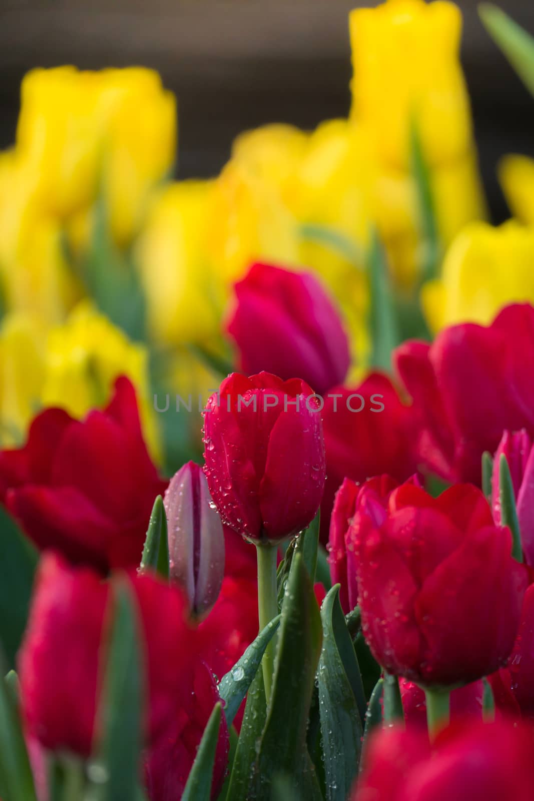 Tulip. Beautiful bouquet of tulips. colorful tulips. by teerawit