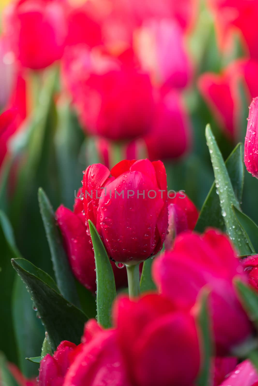 Tulip. Beautiful bouquet of tulips. colorful tulips. tulips in spring,colourful tulip