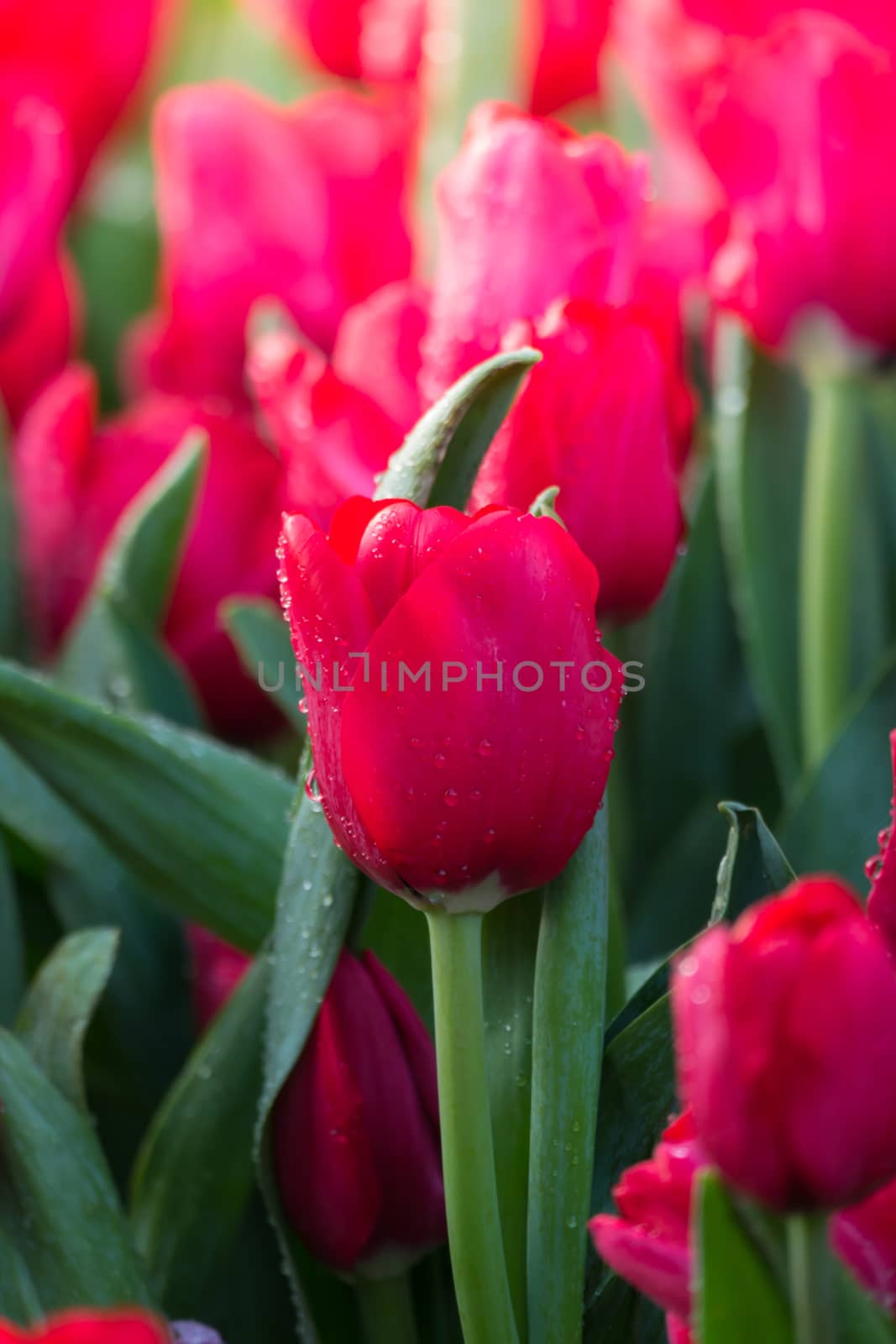 Tulip. Beautiful bouquet of tulips. colorful tulips. by teerawit