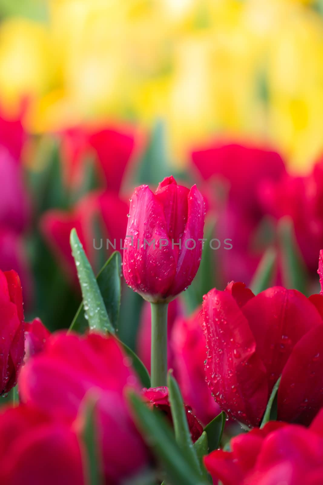 Tulip. Beautiful bouquet of tulips. colorful tulips. by teerawit