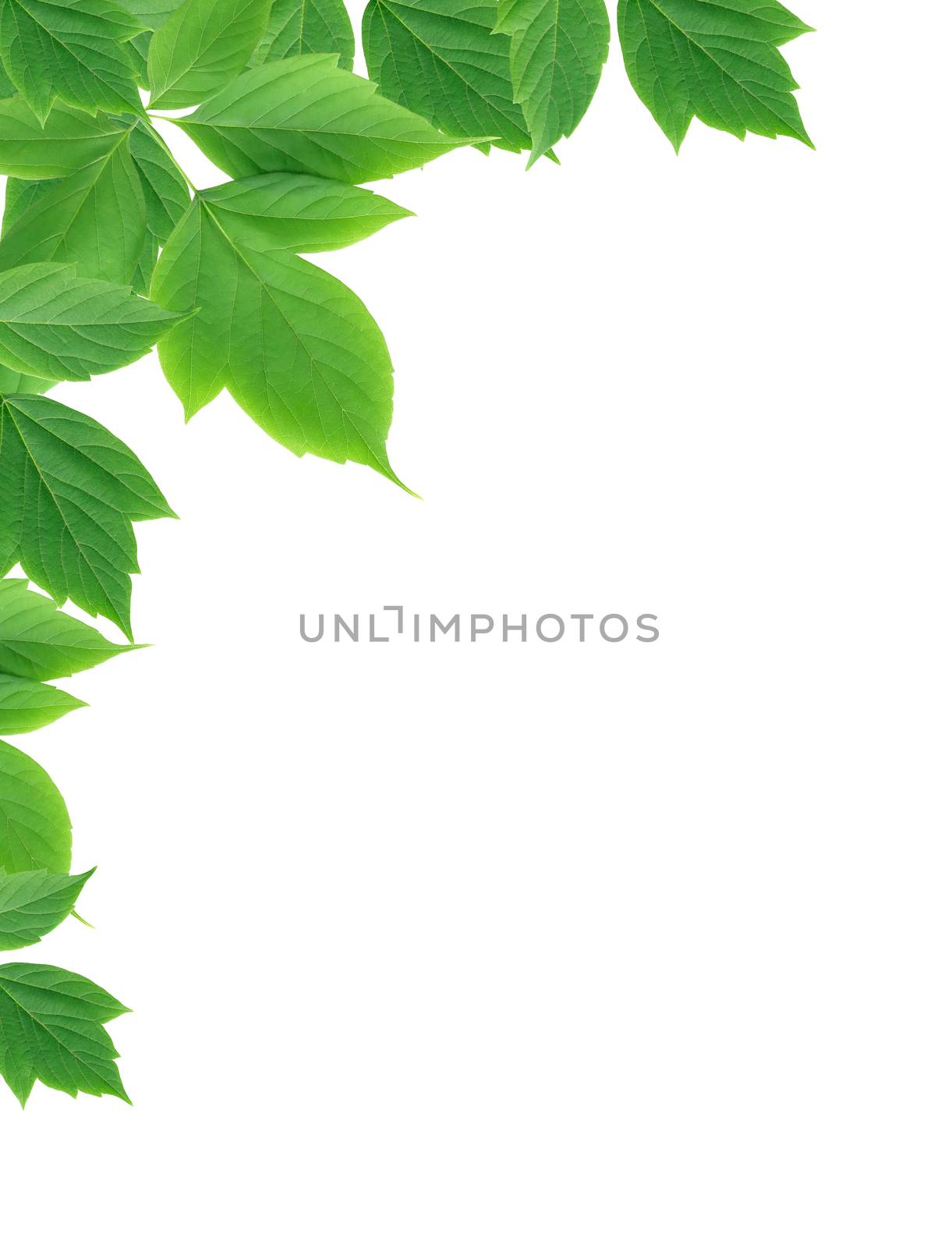 Twig with green leaves as border on white background