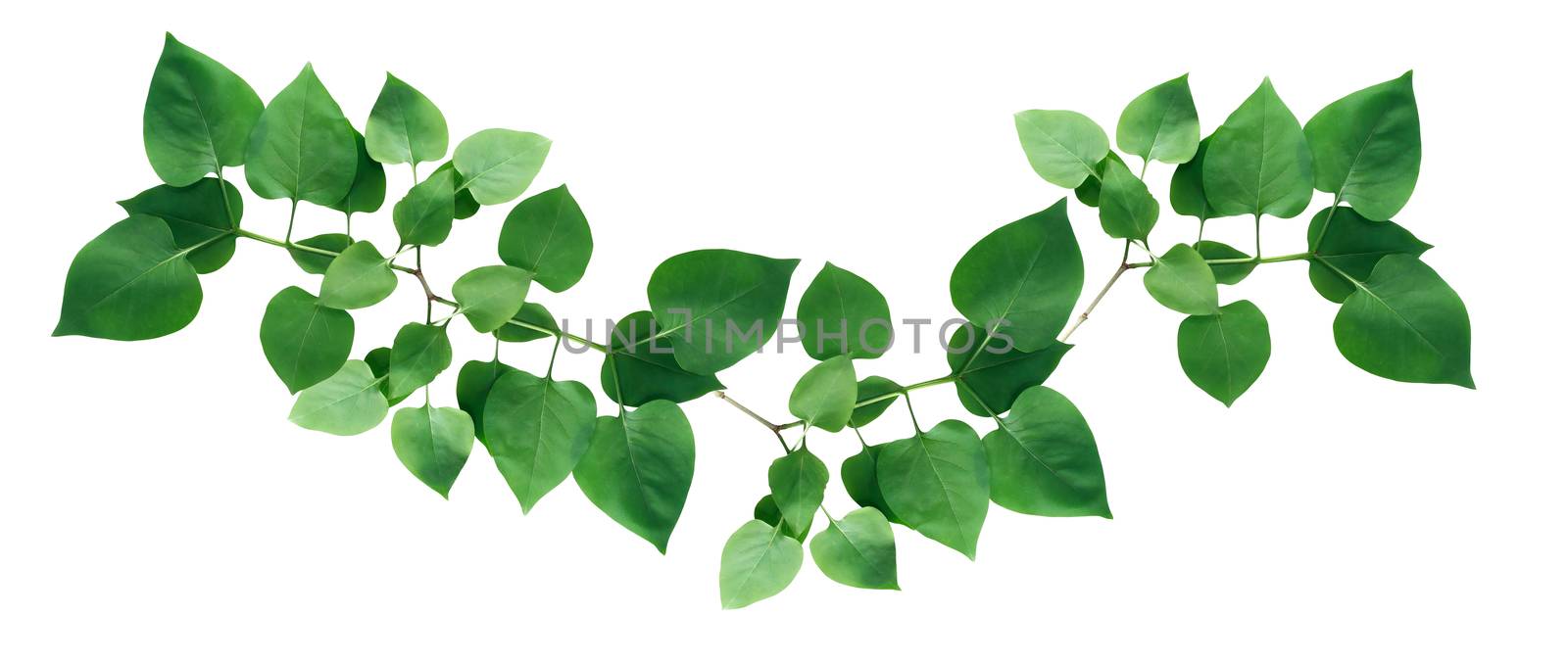 Twig with green leaves as border on white background