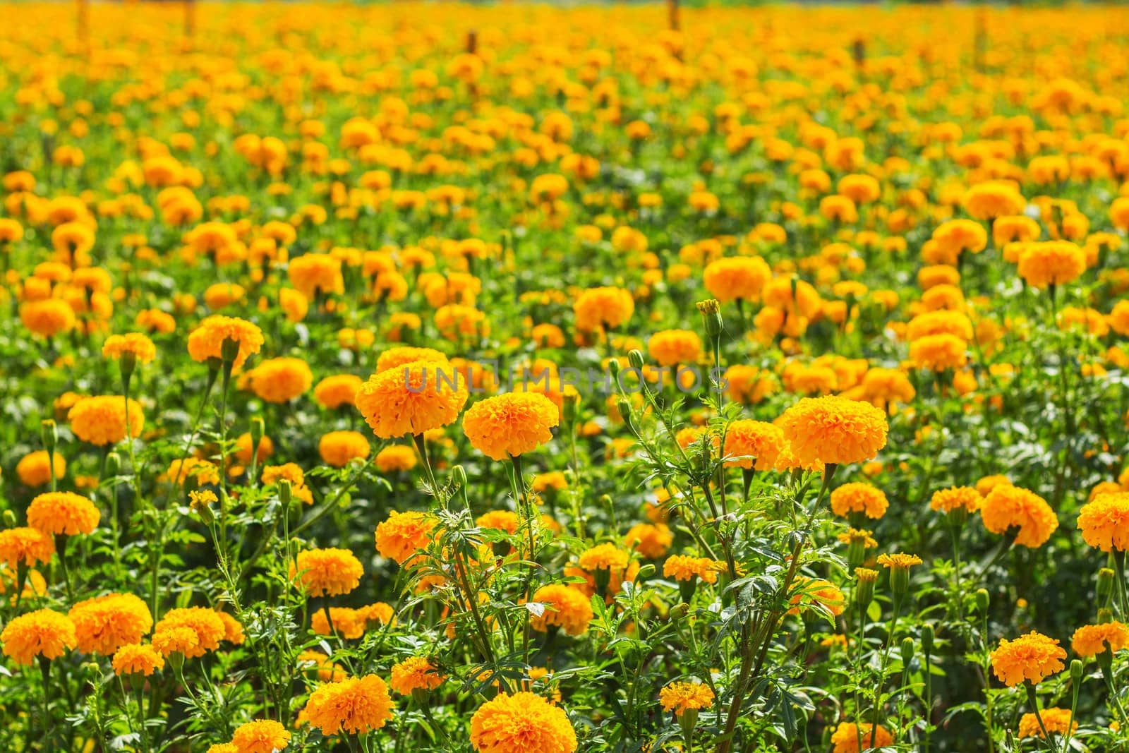 Marigold of colorful on the field.