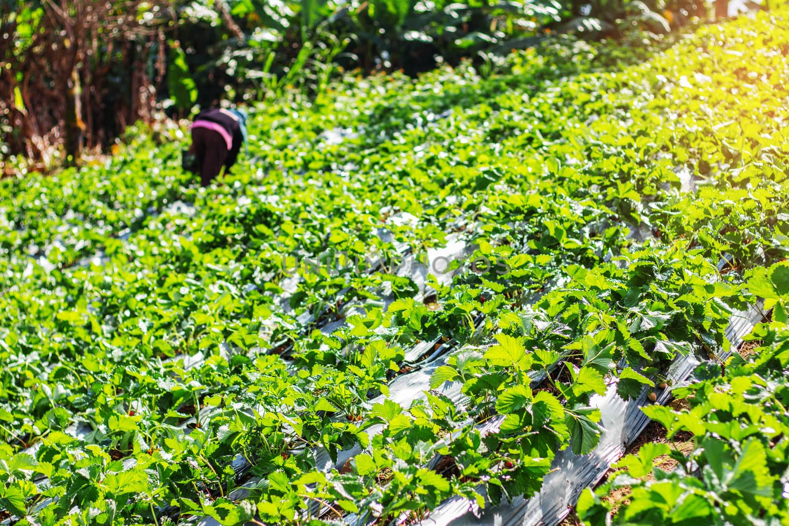 Planting strawberry on the mountain. by start08