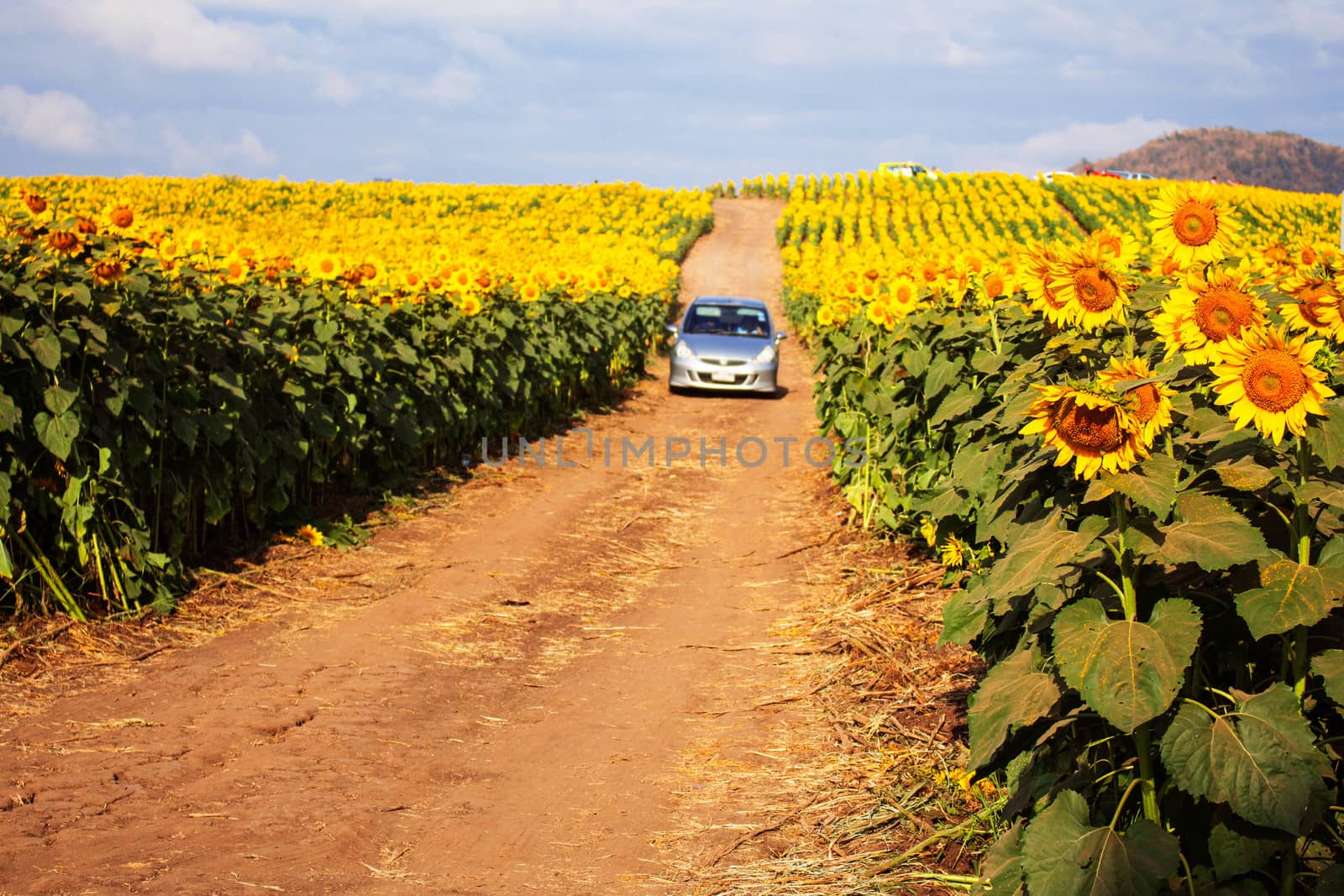 Sunflower and a car in garden. by start08