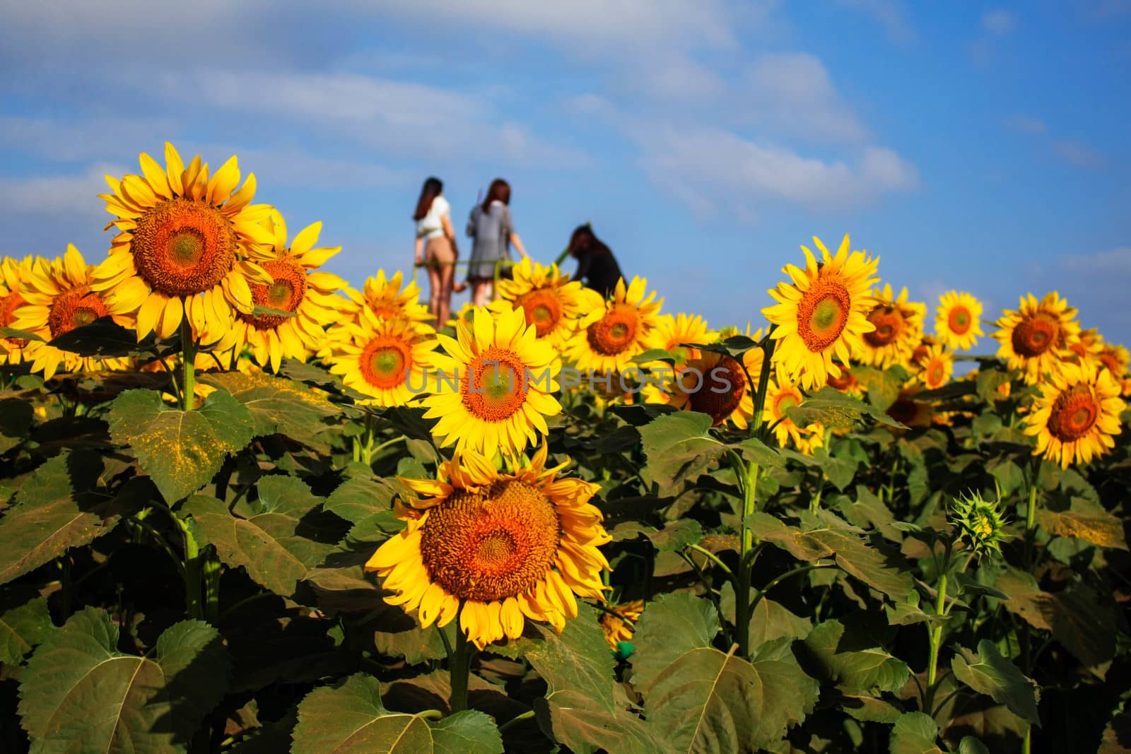 Sunflower garden and tourists are taking pictures.