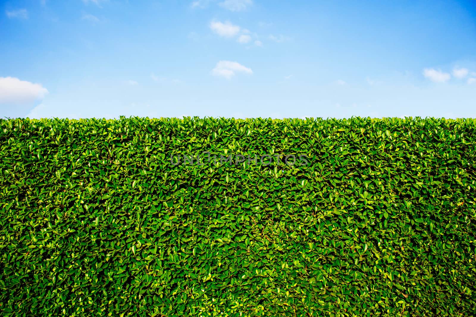 Wall ornamental of fence with a blue sky.