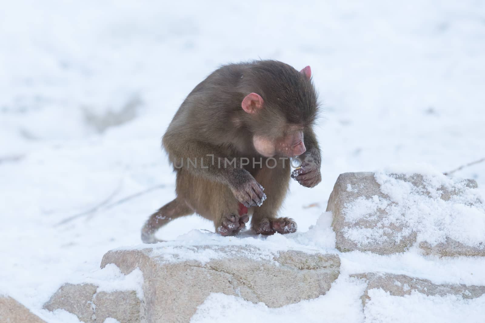 Macaque monkey searching food by michaklootwijk