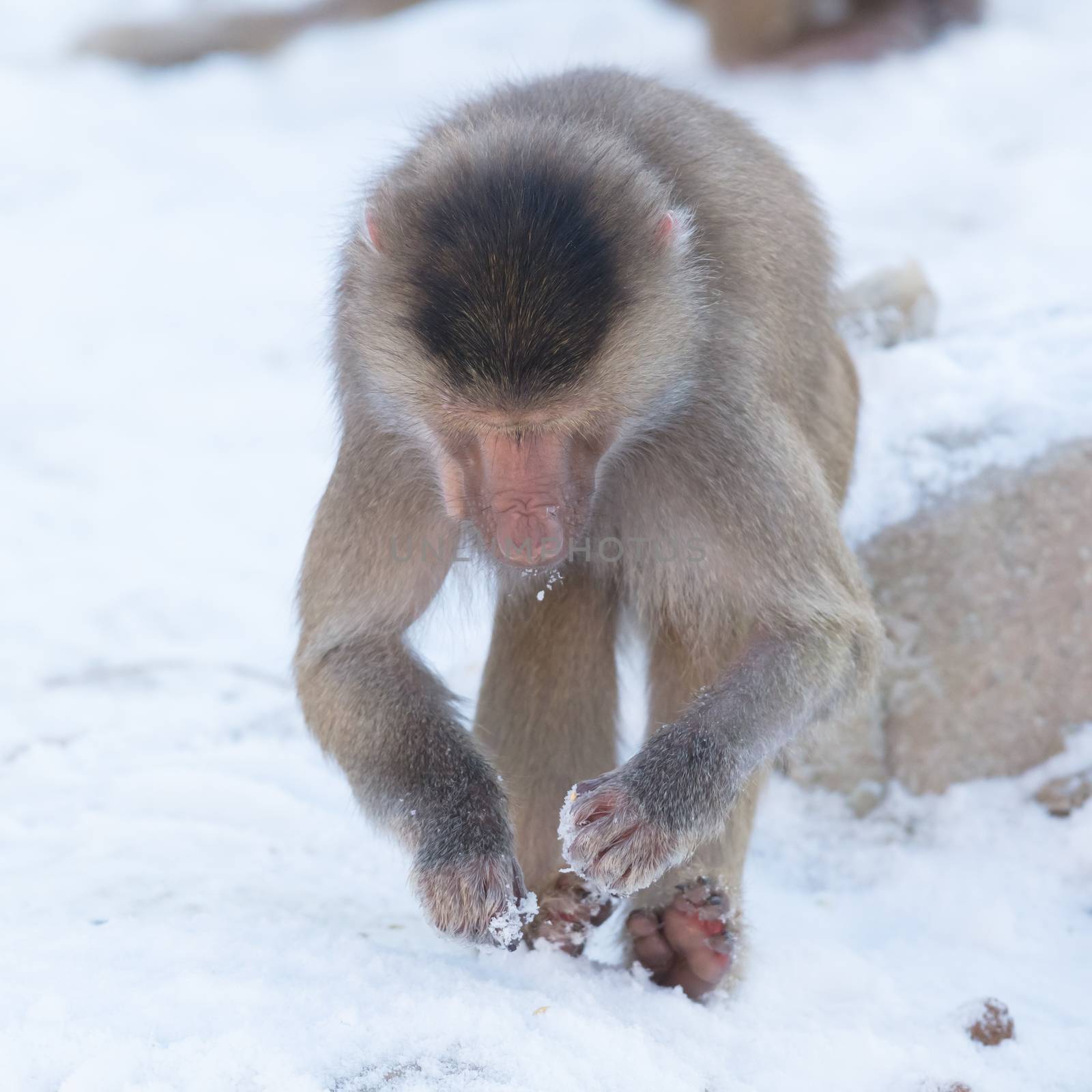 Macaque monkey searching food by michaklootwijk