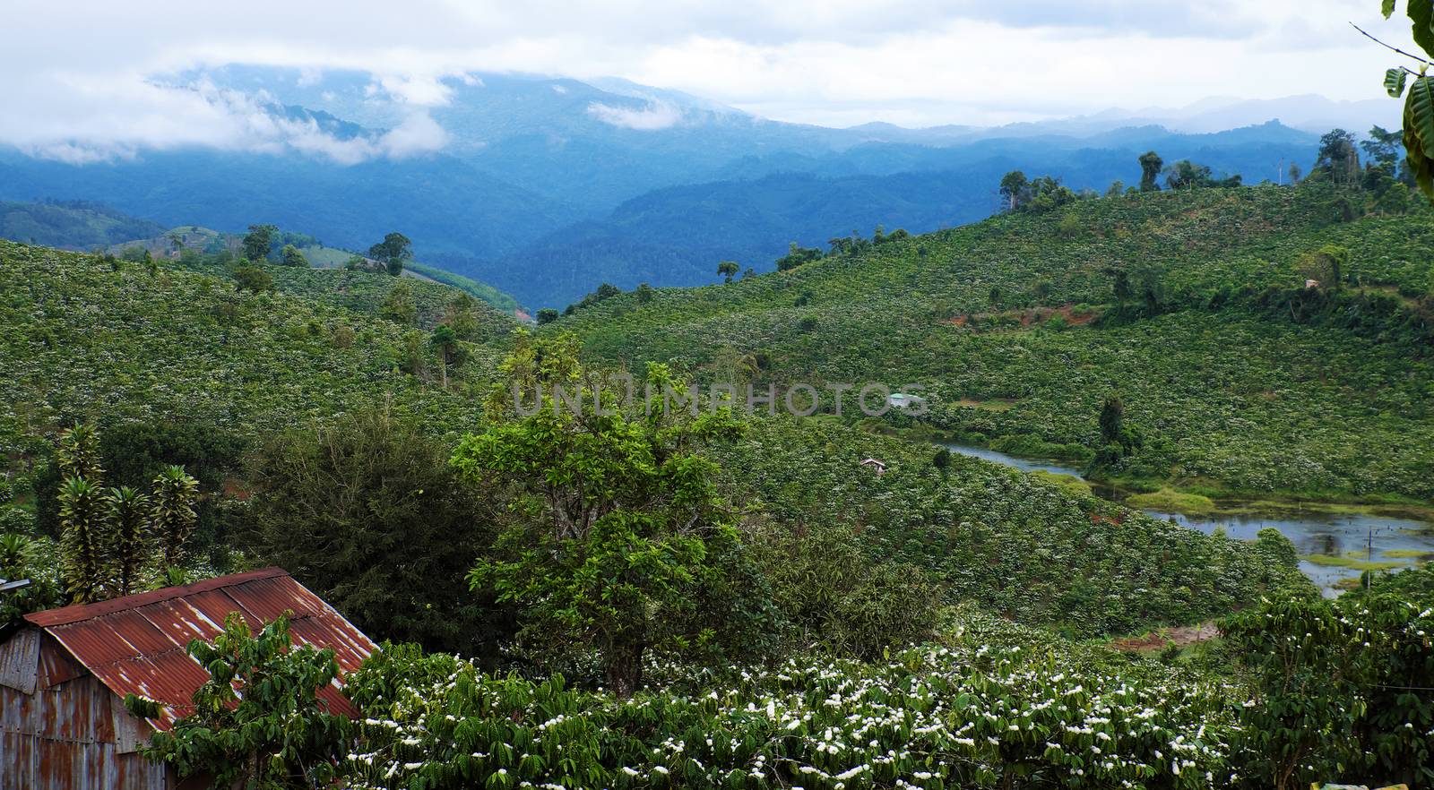 Amazing scene at Vietnamese countryside with wide coffee plantation in blossoms season, white flower from coffee tree make wonderful field from hill, a small house among farm at Lam Dong, Vietnam