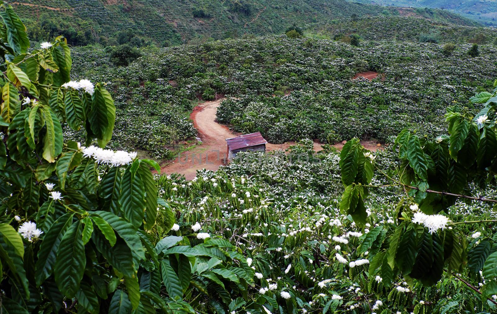 Amazing scene at Vietnamese countryside with wide coffee plantation in blossoms season, white flower from coffee tree make wonderful field from hill, a small house among farm at Daknong, Vietnam