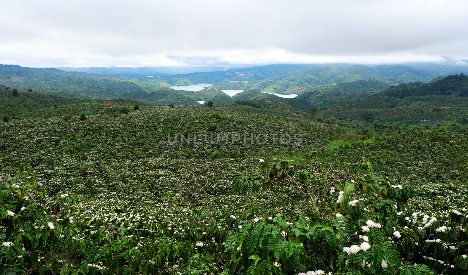 wide coffee plantation in blossoms season by xuanhuongho