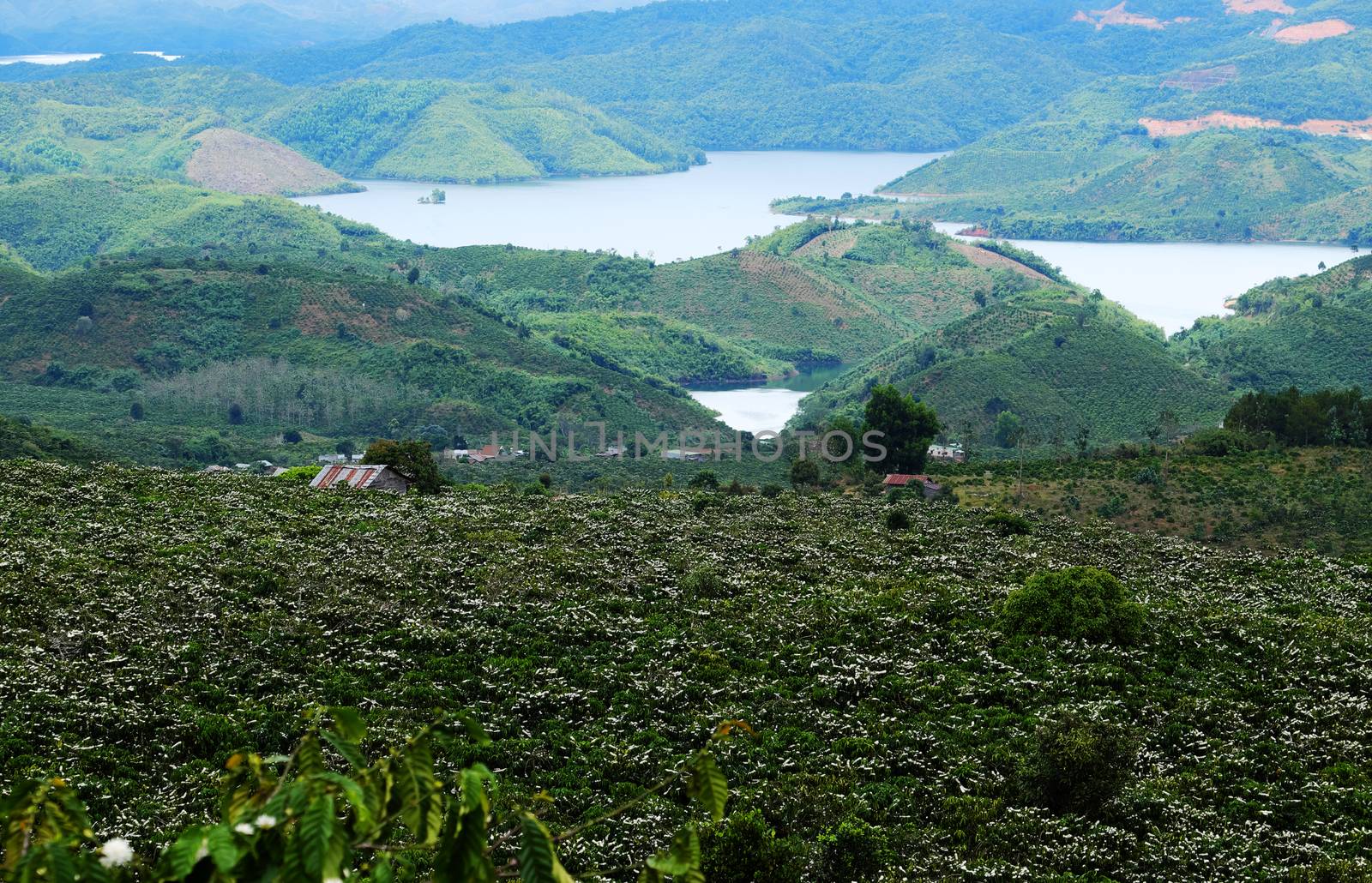 wide coffee plantation in blossoms season by xuanhuongho