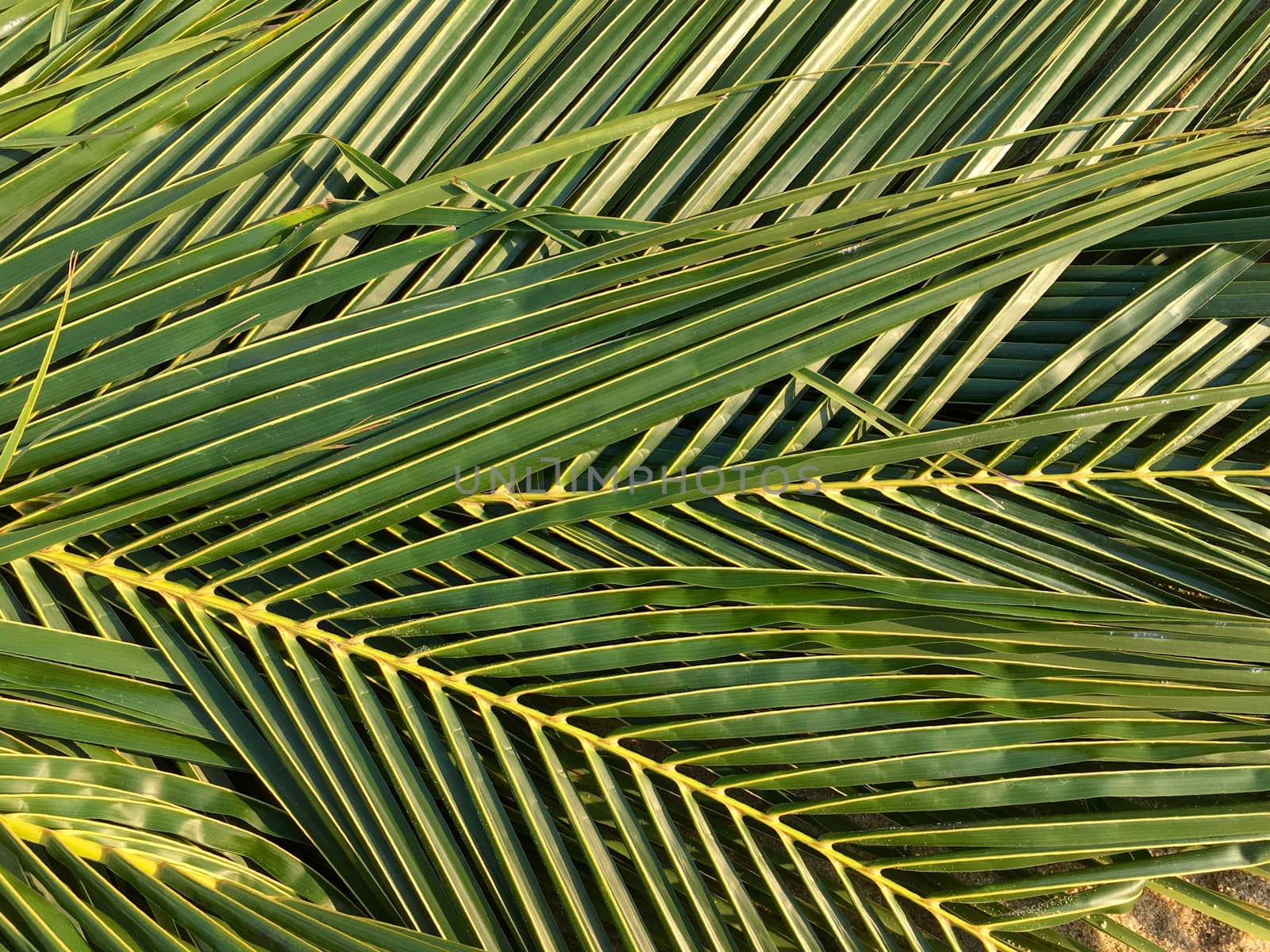 Abstract background palm trees leaves striped  green rattan close up.