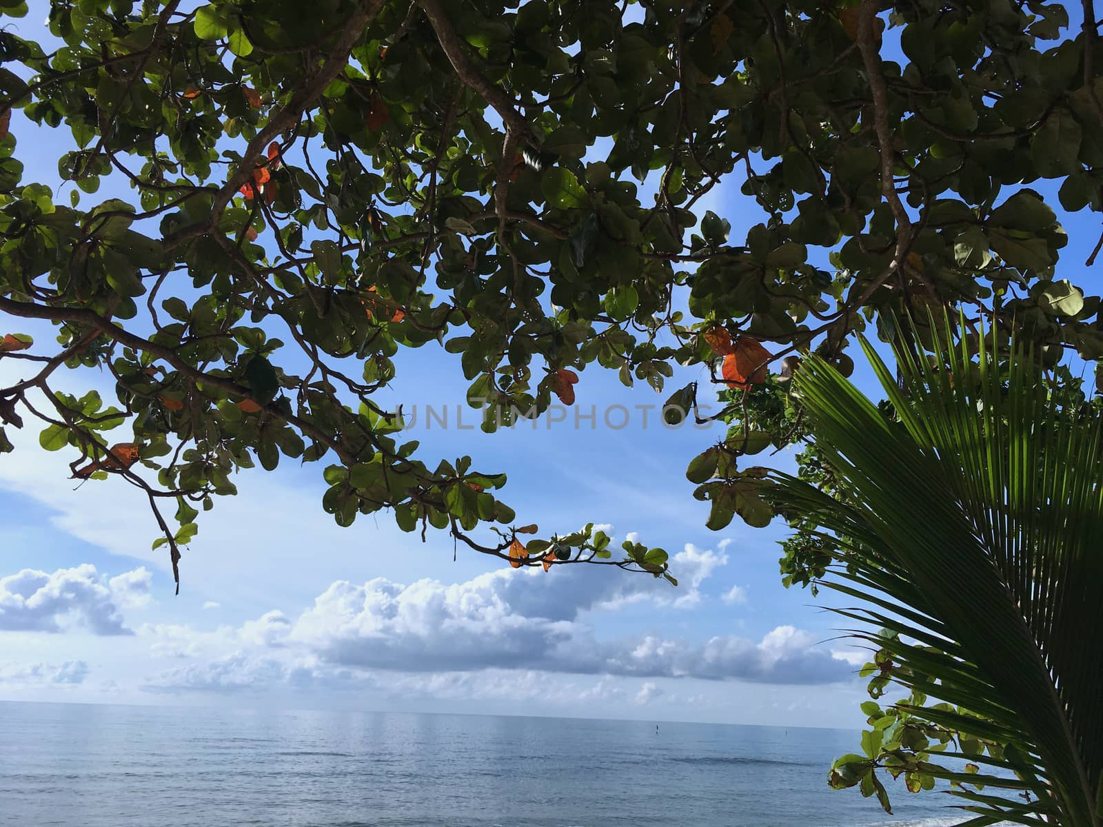 Beautiful nature landscape paradise tropical beach, sunny light blue sky with clouds and tree.