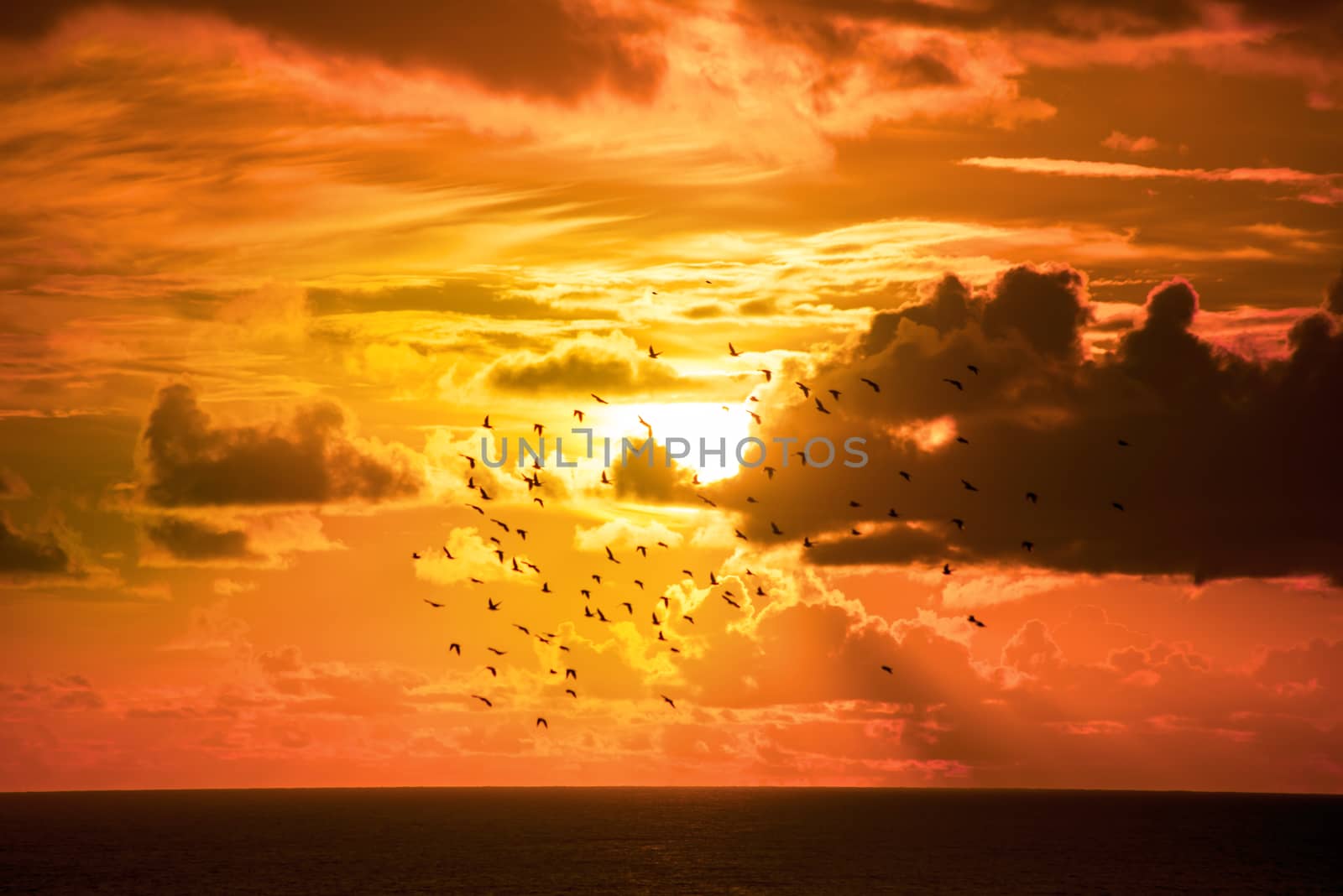 starlings flying into a bright orange sunset by morrbyte
