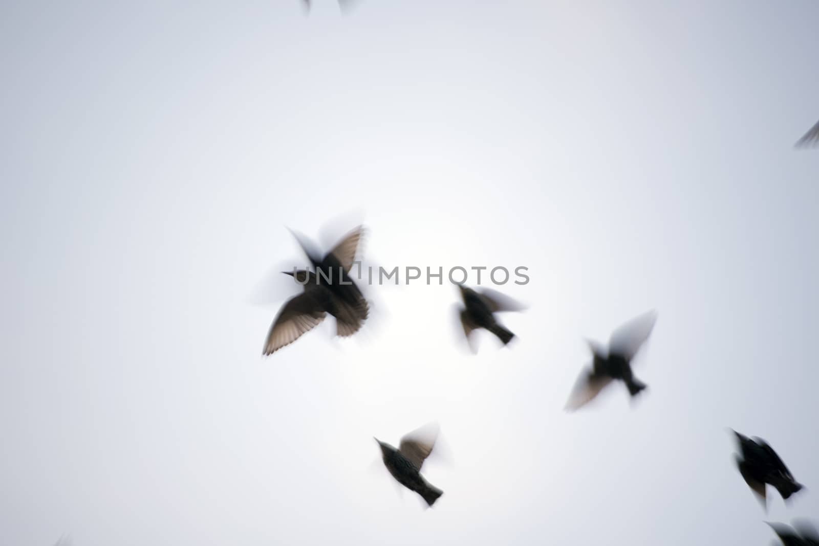starlings in blurred motion by morrbyte