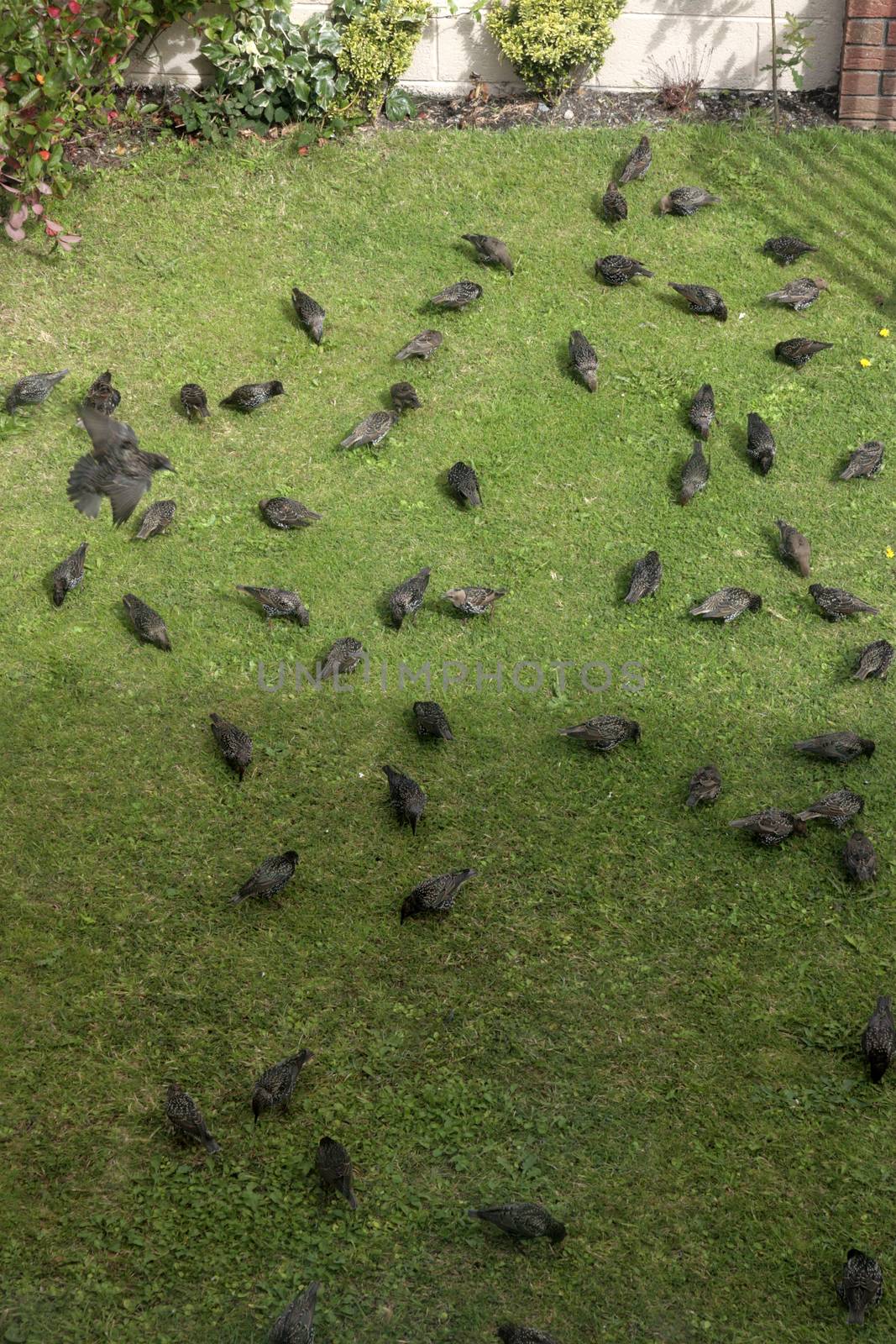 starlings looking for worms by morrbyte