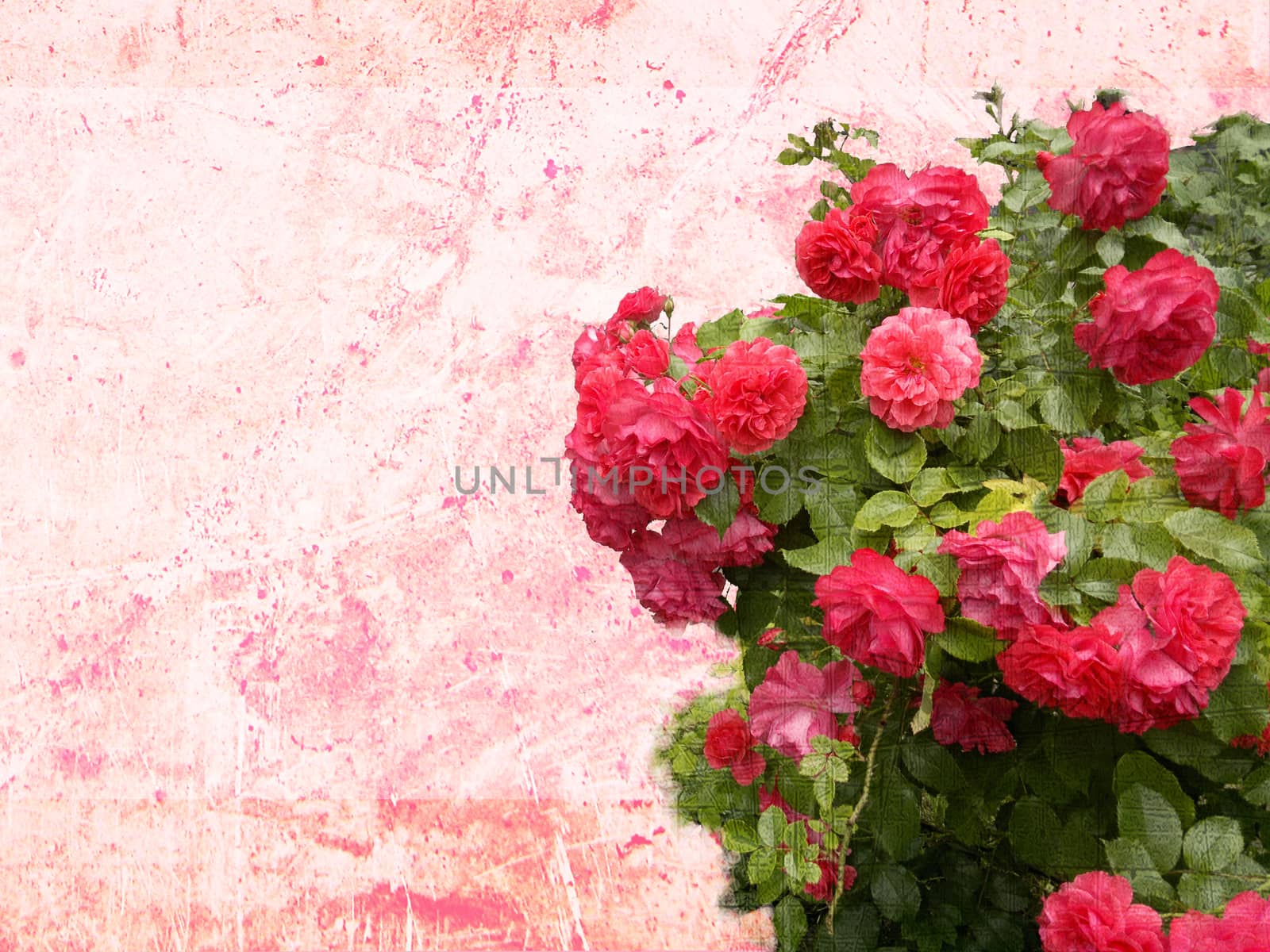 roses. background