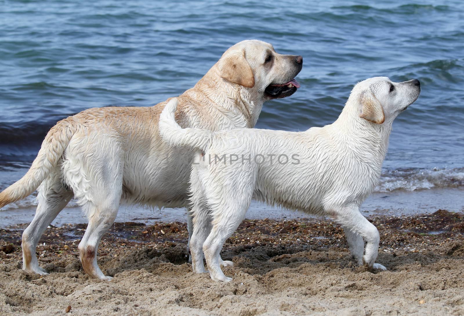 two yellow labradors playing by the sea