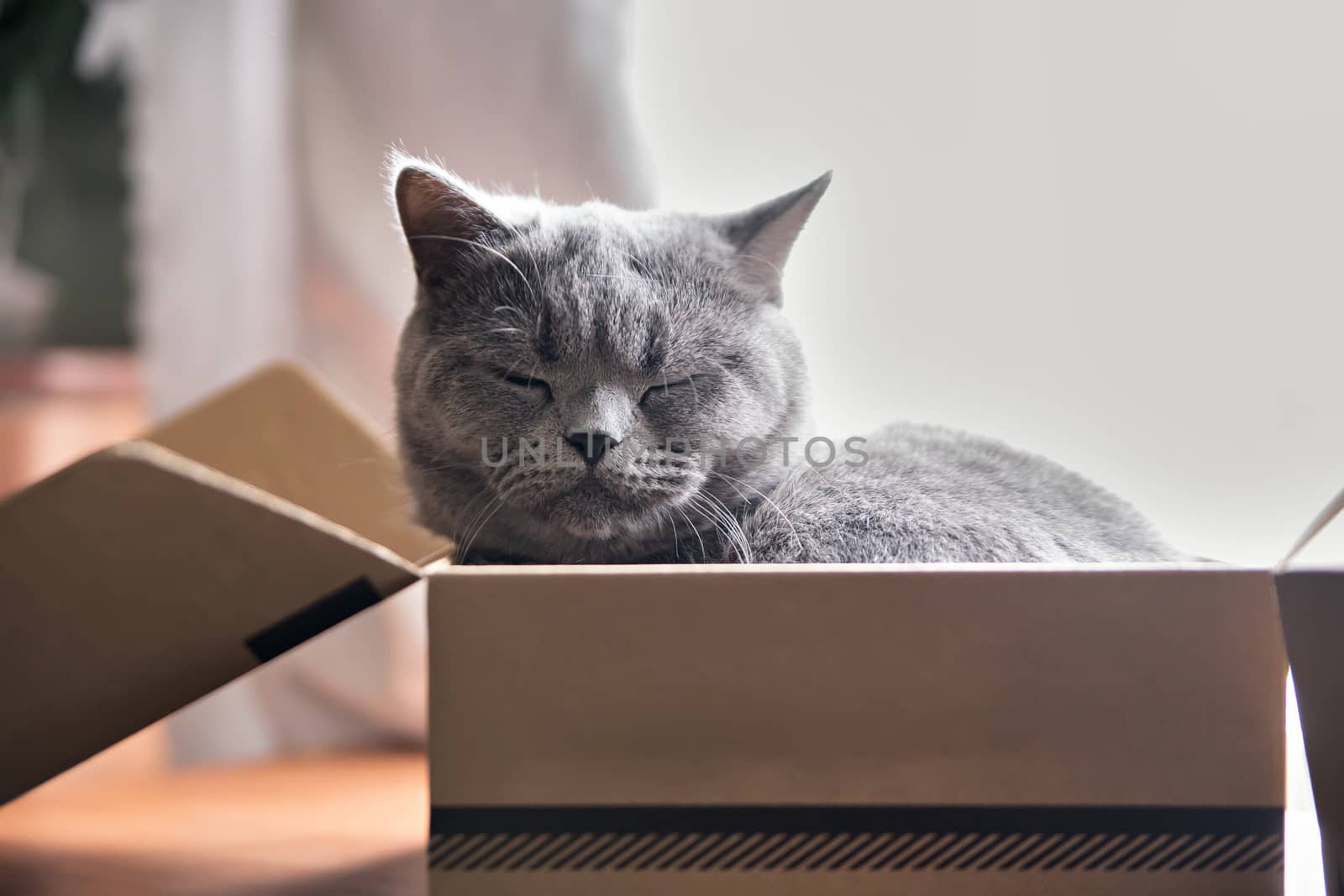 Beautiful grey cat sleeping in a box. British Shorthair kitten sleep at home. Closeup pet.