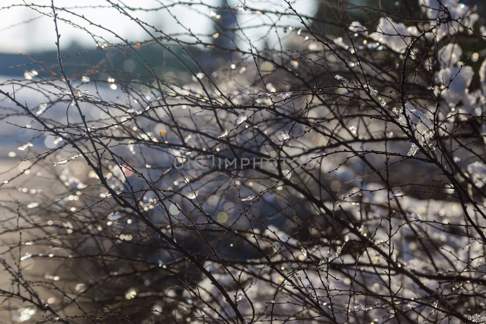 Snow and ice on branch in winter garden