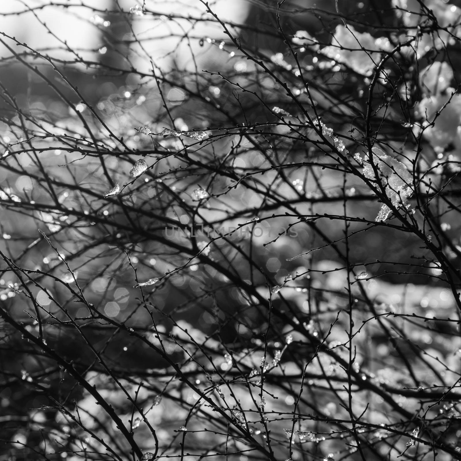 Snow and ice on branch in winter garden black and white photo