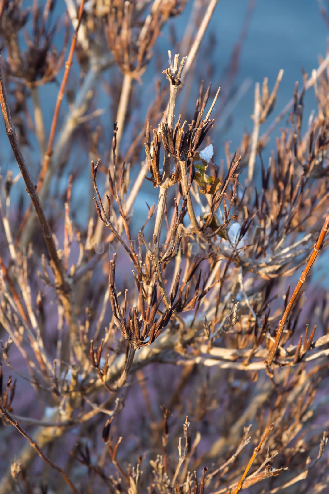 Snow and ice on branch in winter evening garden