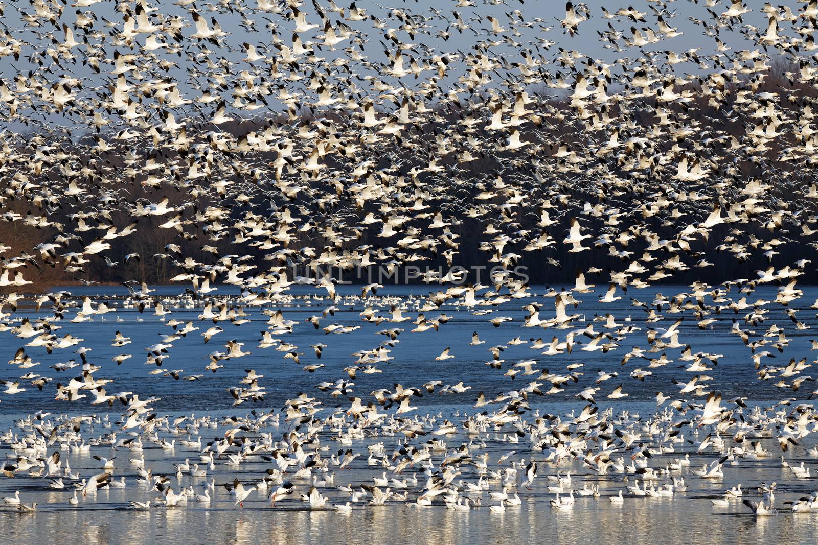 Migrating Snow Geese Fly Off Lake by DelmasLehman