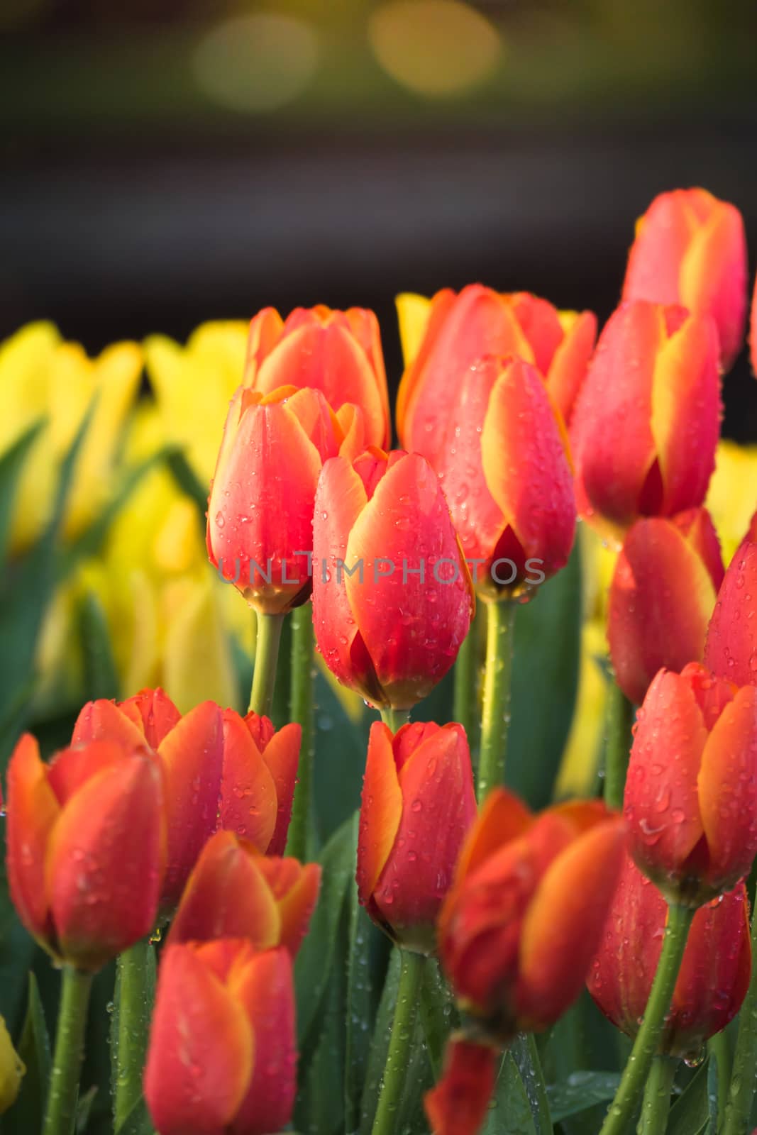 Tulip. Beautiful bouquet of tulips. colorful tulips. by teerawit