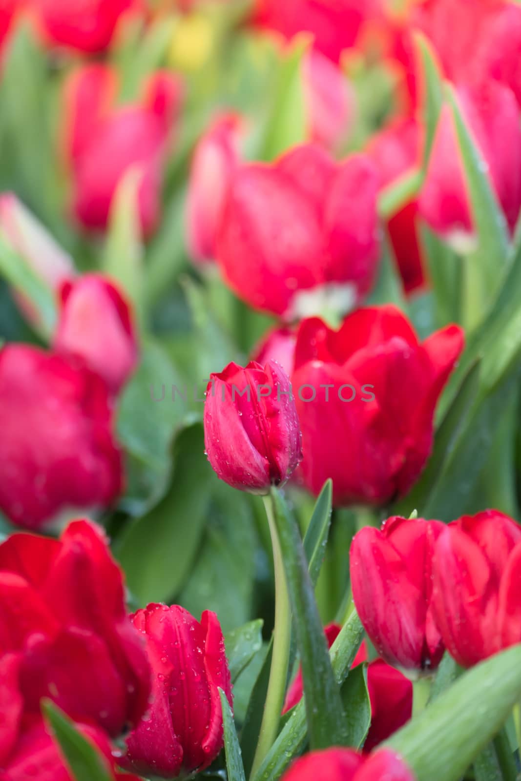 Tulip. Beautiful bouquet of tulips. colorful tulips. by teerawit